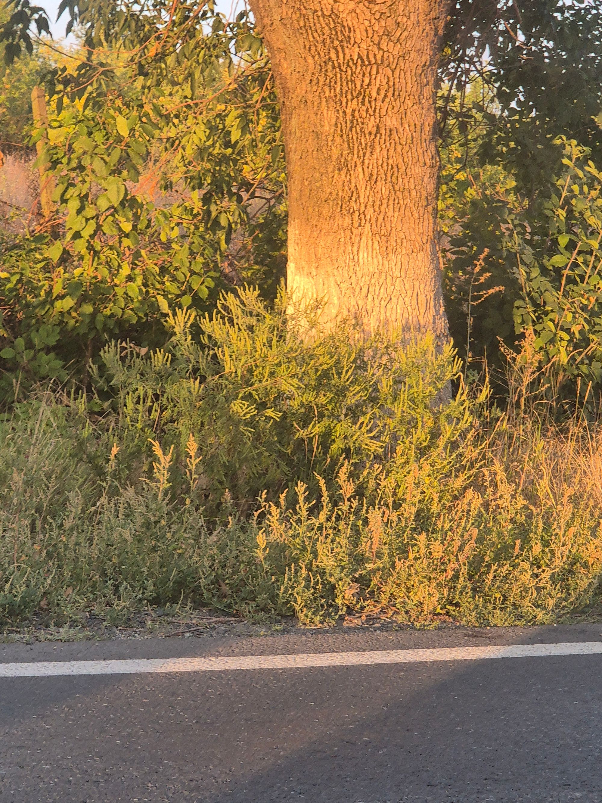 Ambrozie in DN4, Popești-Leordeni, Oraș Popești Leordeni, Județul Ilfov