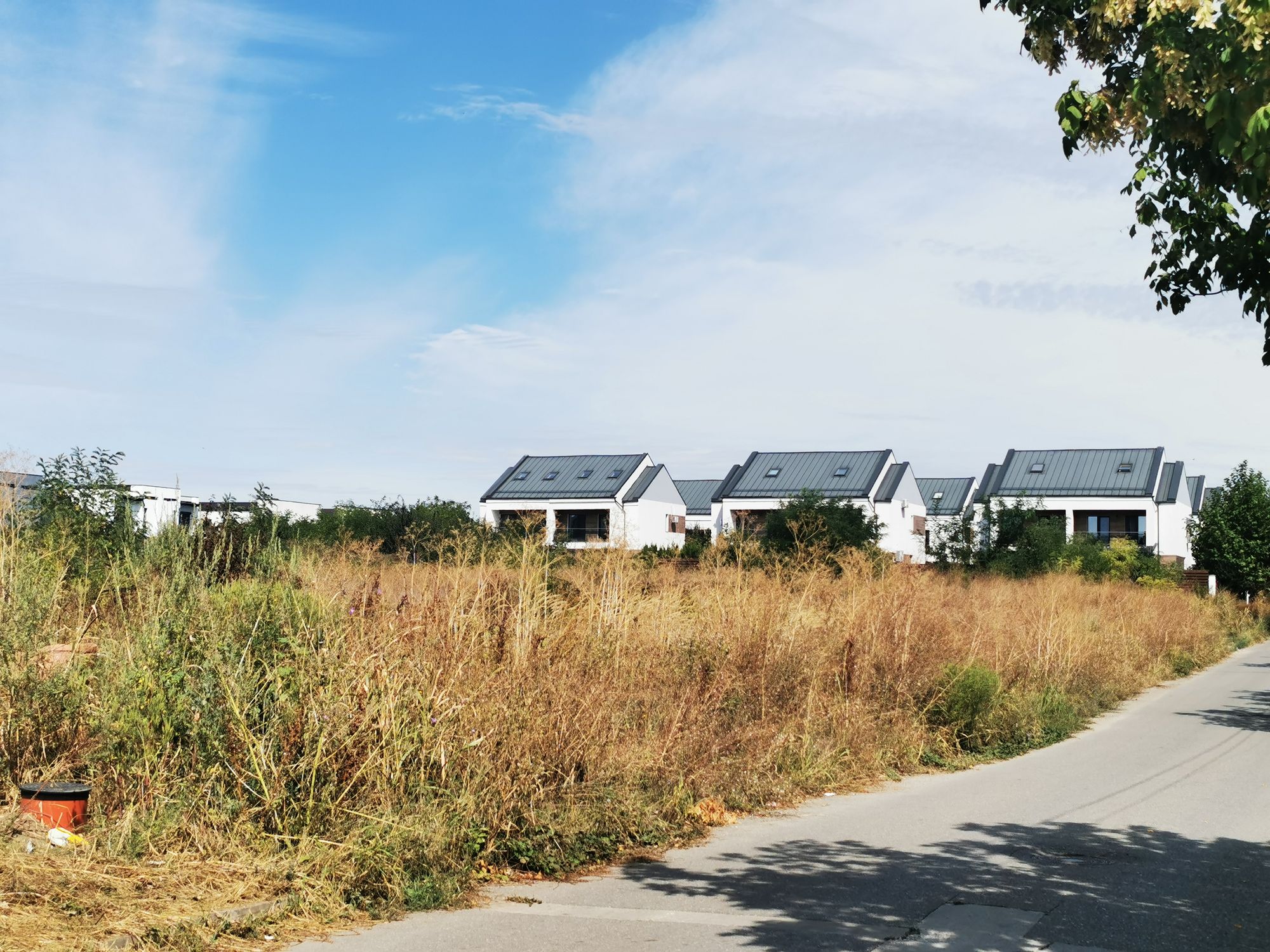 Ambrozie in Strada Paris 11, Tunari, Comuna Tunari, Județul Ilfov - IMG_20250915_123445.jpg