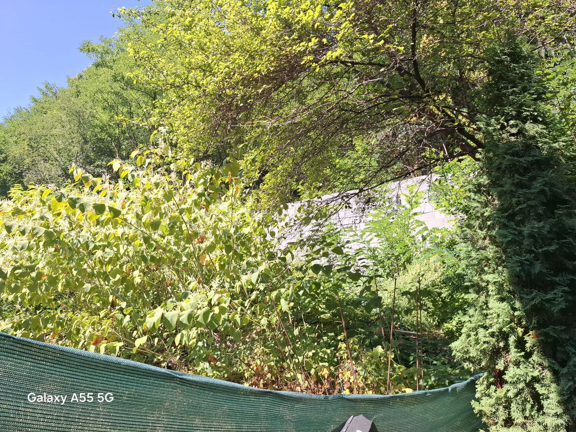 Ambrozie in DC54 26, Sighișoara, Municipiu Sighişoara, Județul Mureș - 1.jpg