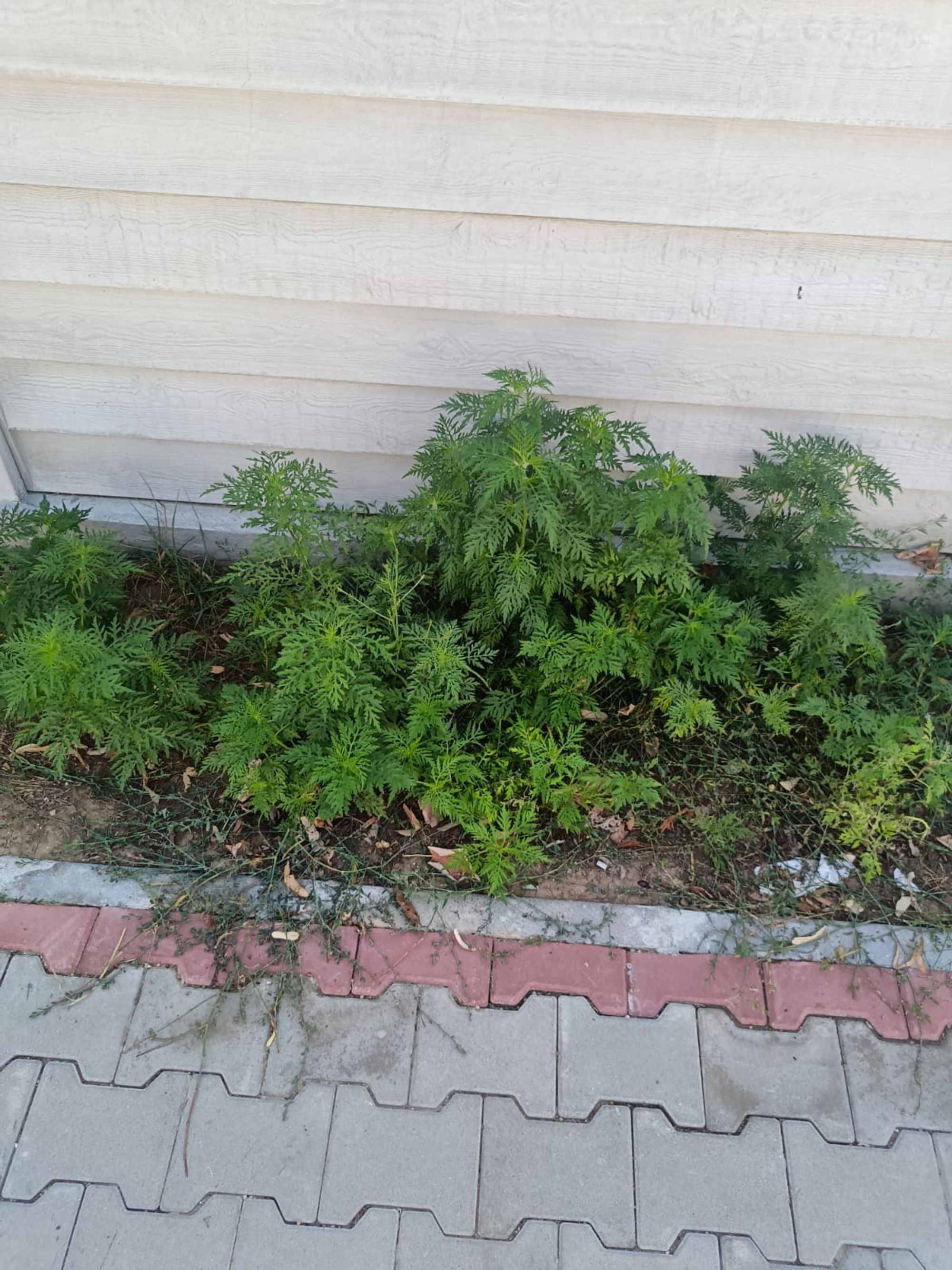 Ambrozie in Strada Primăverii 40, Bolintin-Deal, Comună Bolintin-deal, Județul Giurgiu