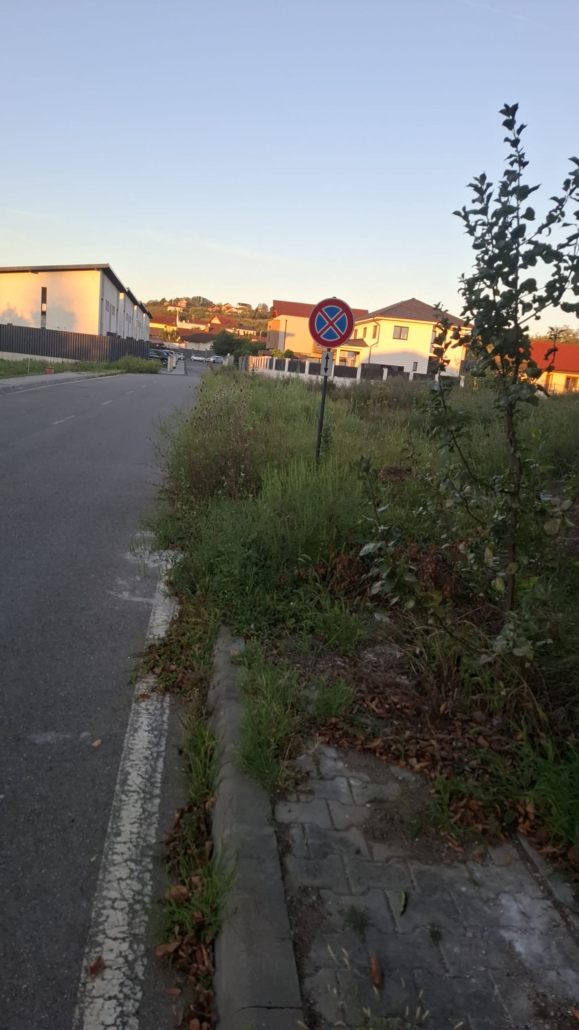 Ambrozie in Strada Petre Ispirescu 15, Deva, Municipiu Deva, Județul Hunedoara - WhatsApp Image 2025-08-27 at 08.47.14_b2128860.jpg