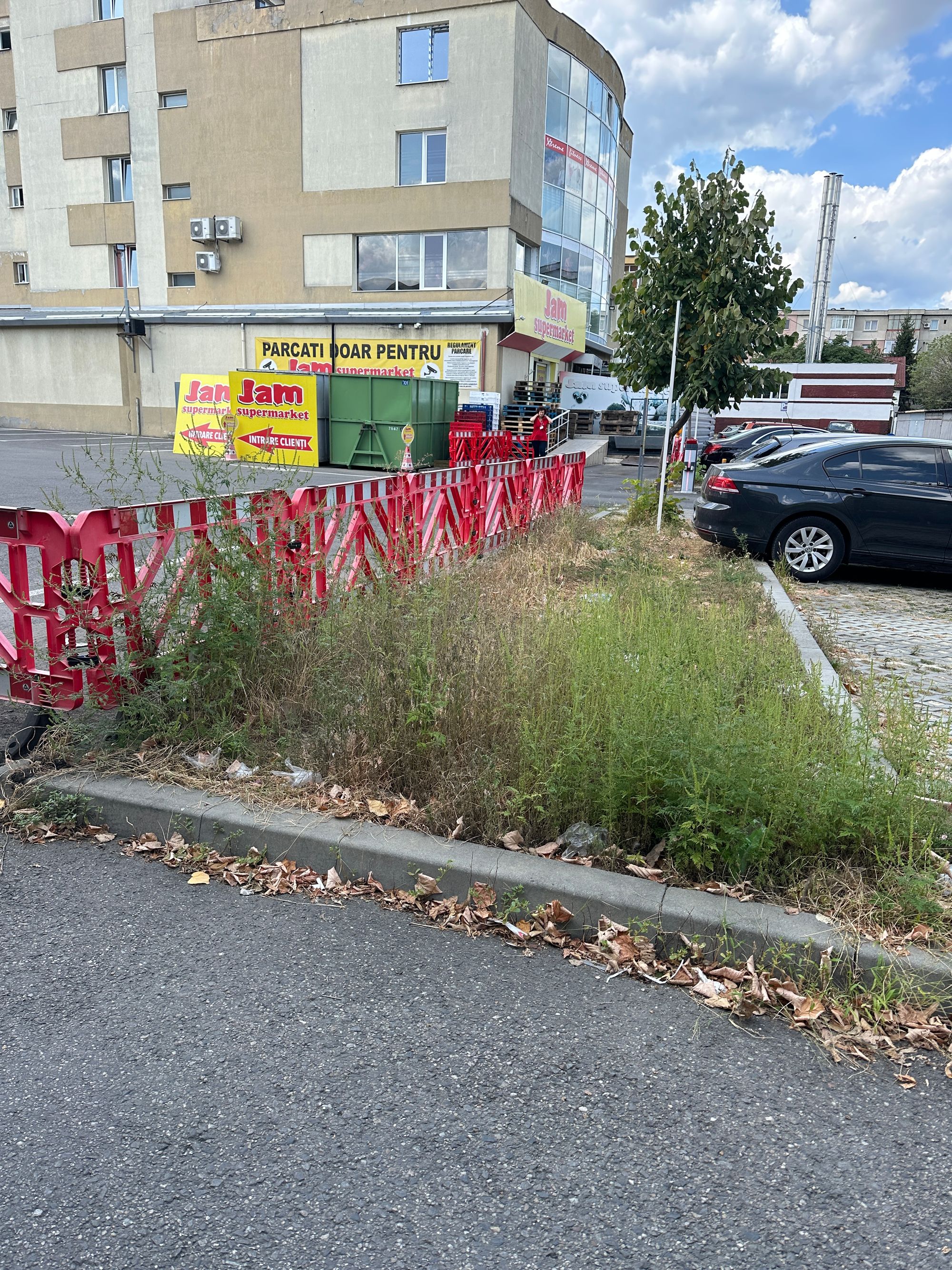Ambrozie in Strada Traian 5, Pitești, Municipiu Piteşti, Județul Argeș - IMG_1889.jpeg