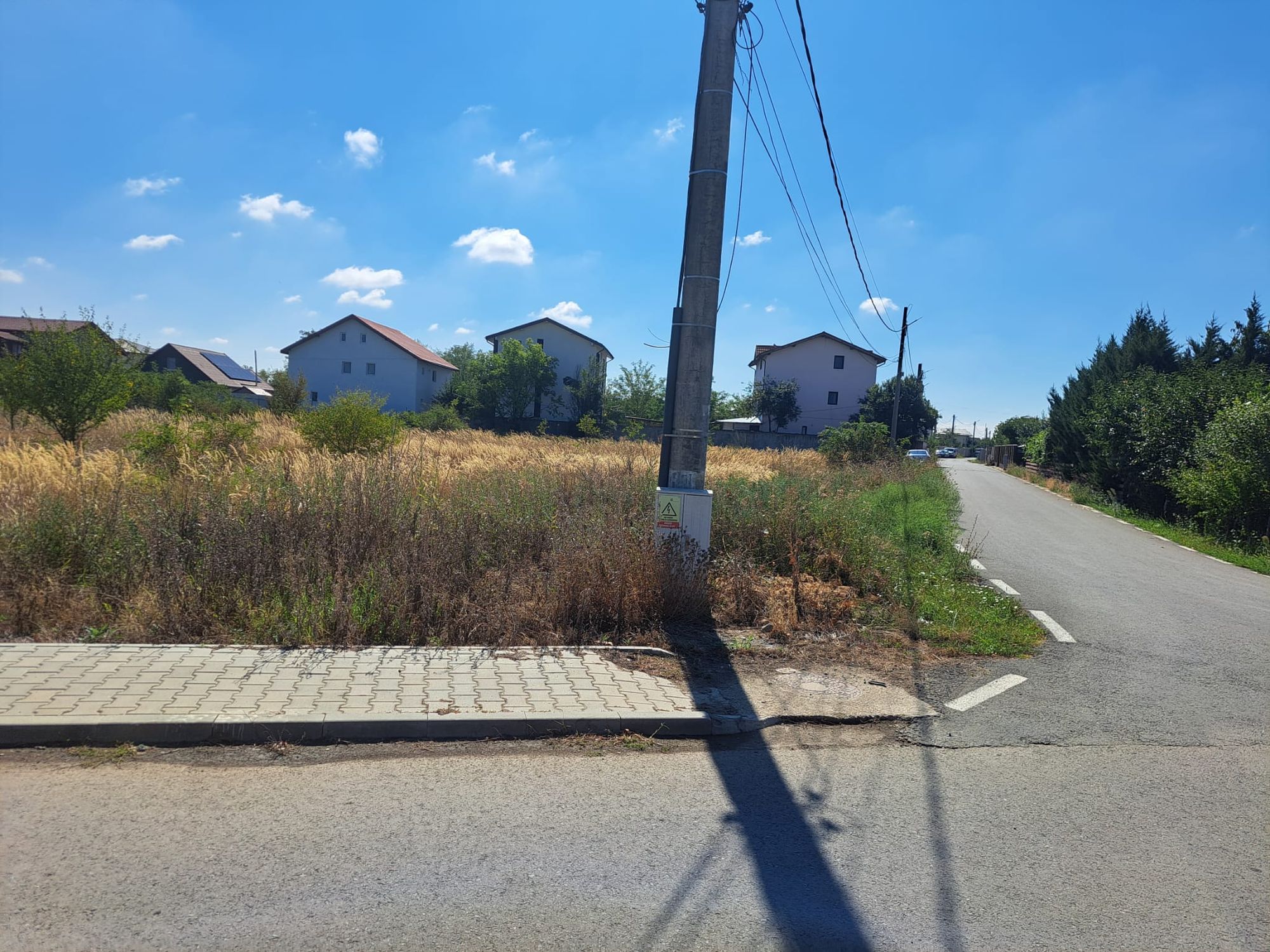 Ambrozie in Strada Ulmului 2, ILFOV, Comună Dragomireşti-vale, Județul Ilfov - IMG-20250901-WA0027.jpg