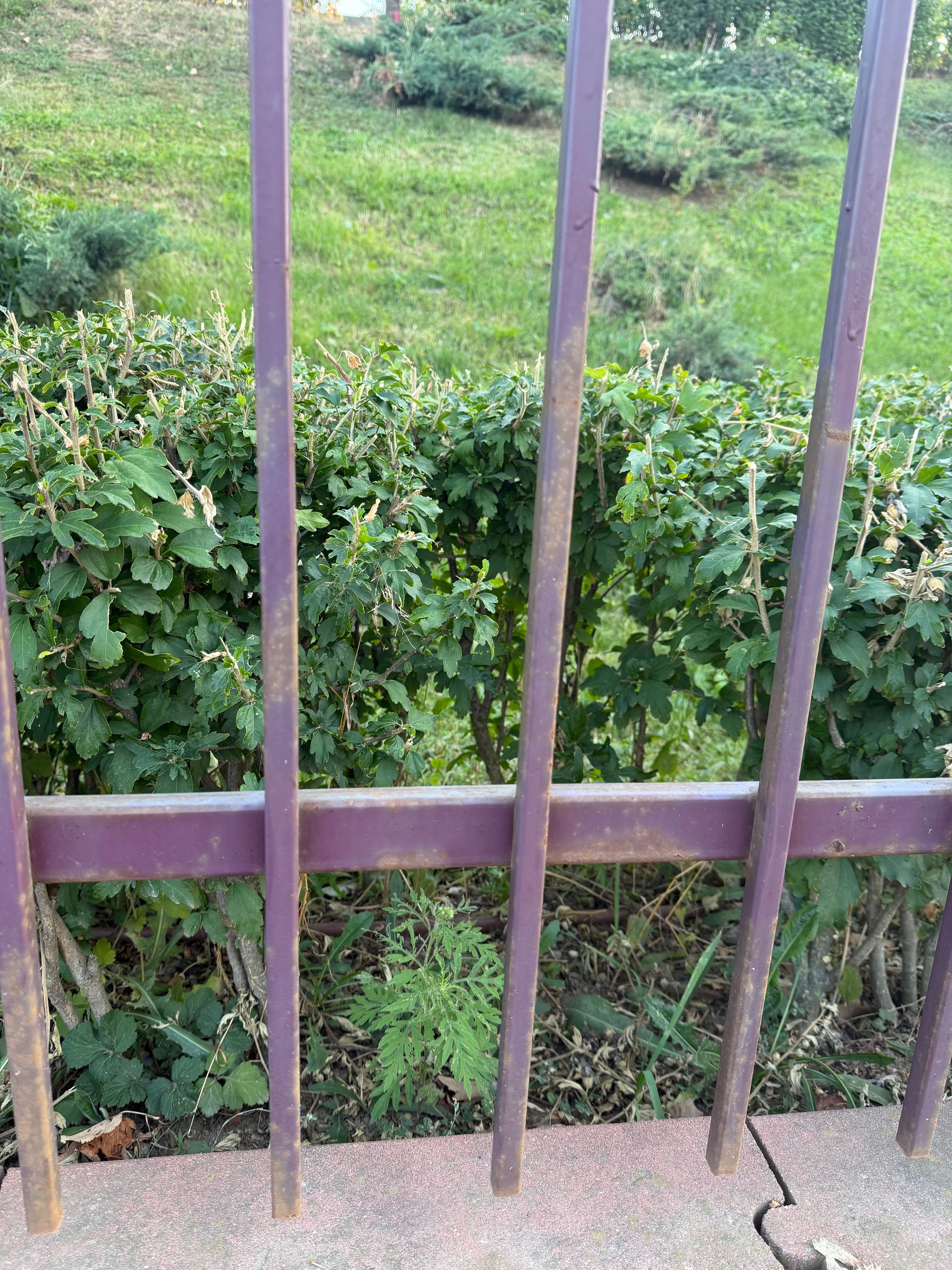 Ambrozie in București, Municipiul București - IMG_7762.jpeg