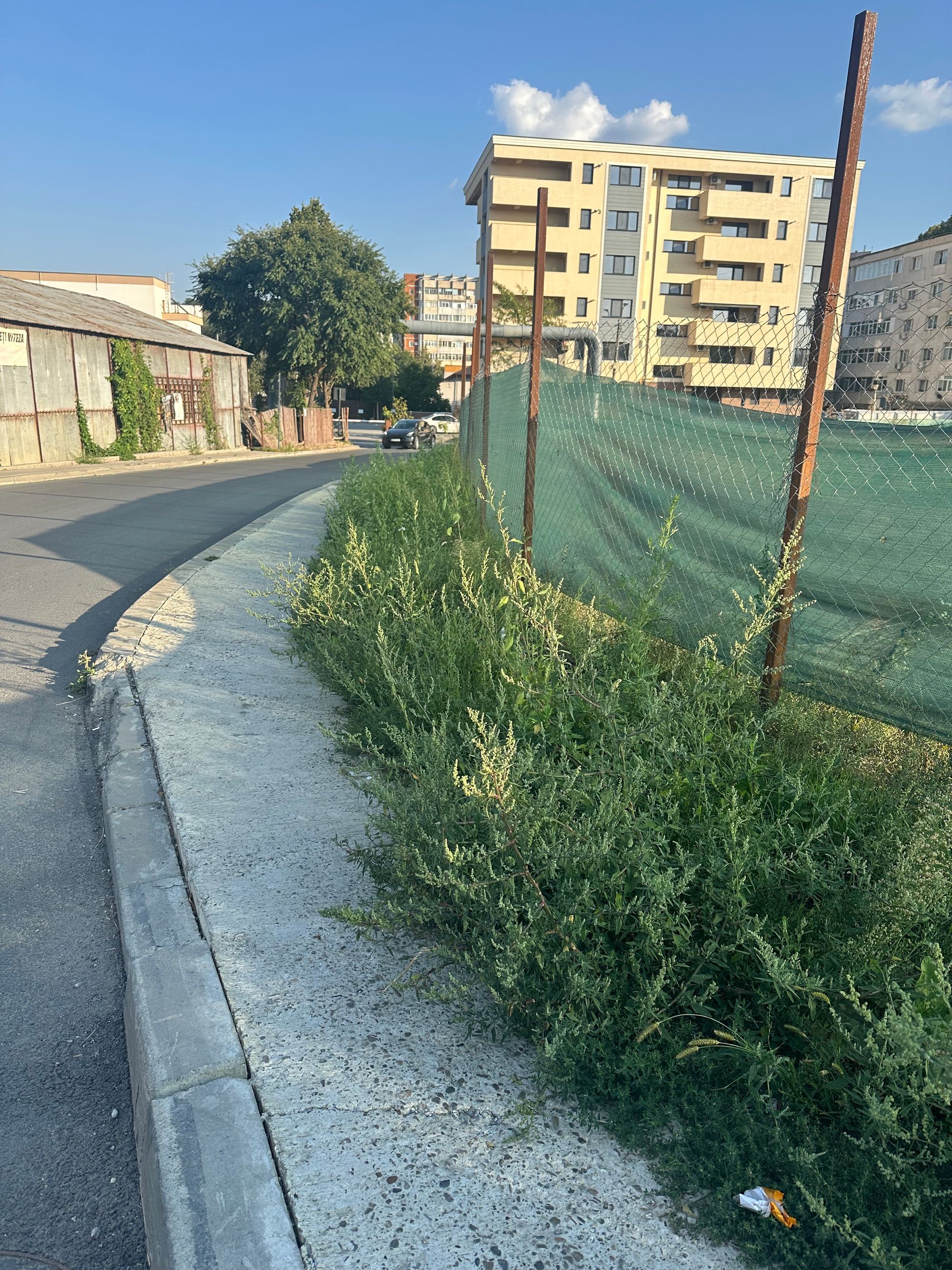 Ambrozie in Aleea Strugurilor 1, Iași, Municipiu Iaşi, Județul Iași - IMG_6278.jpeg