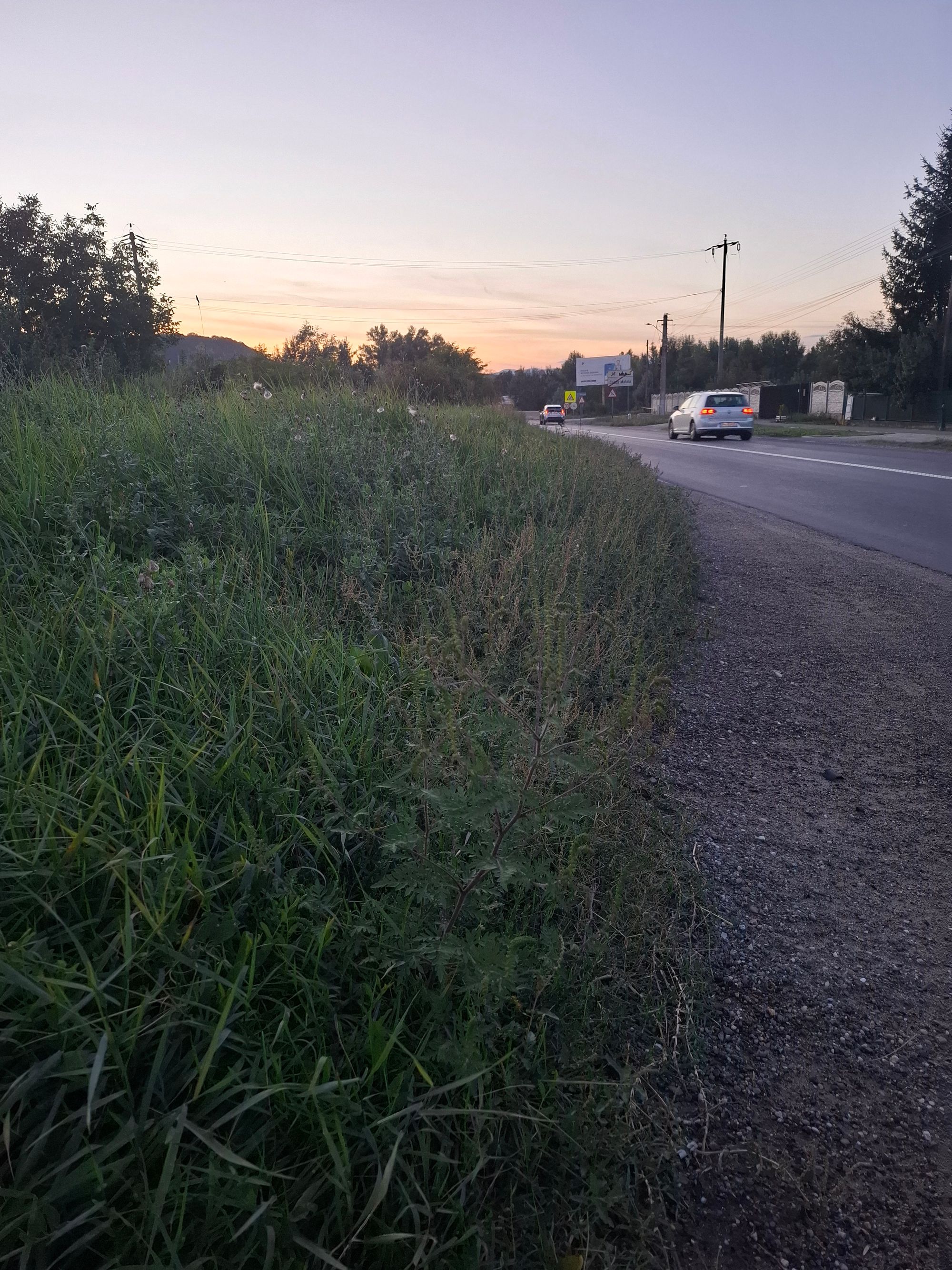 Ambrozie in DN1A 122, Coada Malului, Comuna Măgurele, Județul Prahova