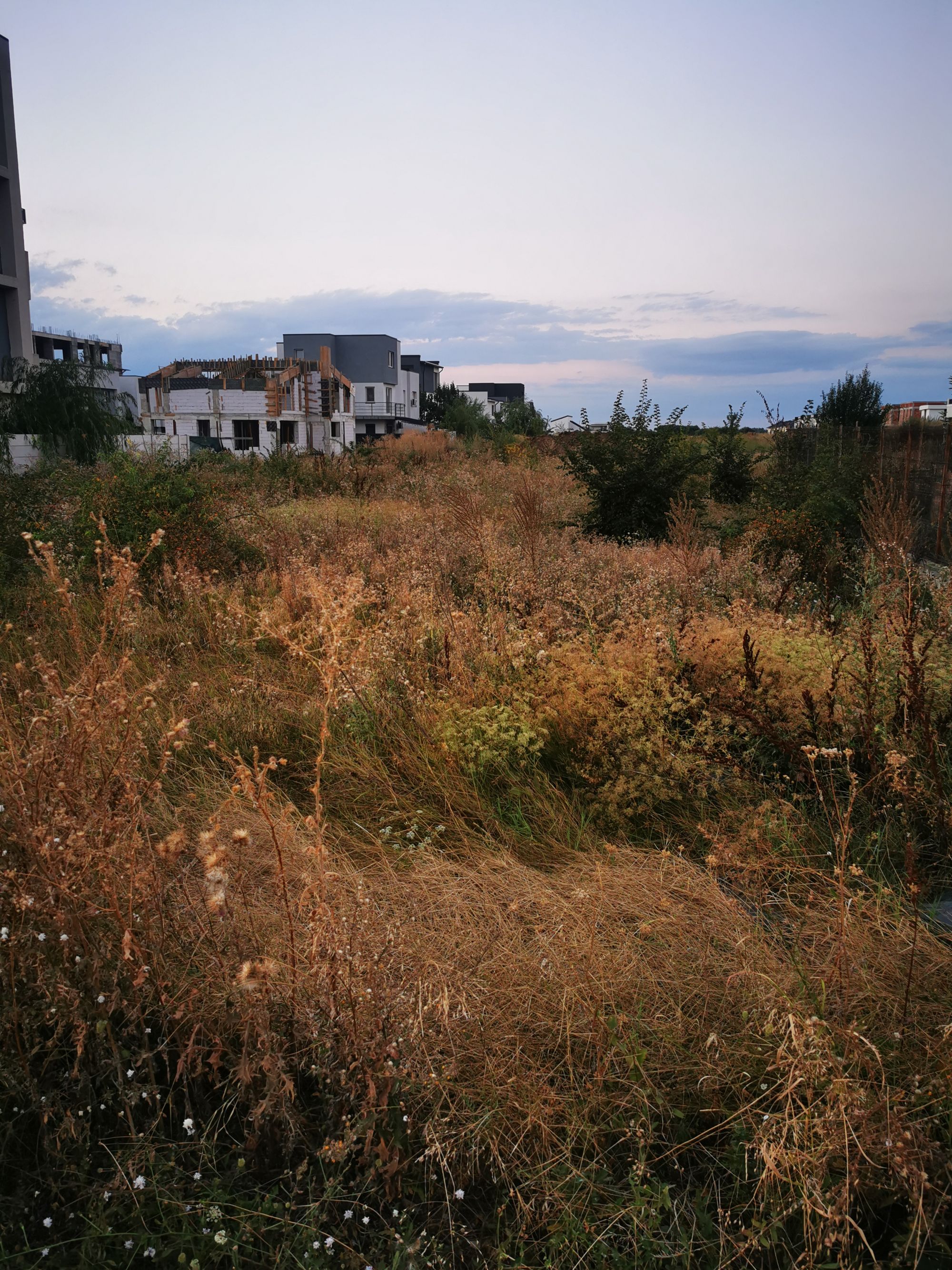 Ambrozie in Strada 1 Decembrie 176, Tunari, Comuna Tunari, Județul Ilfov