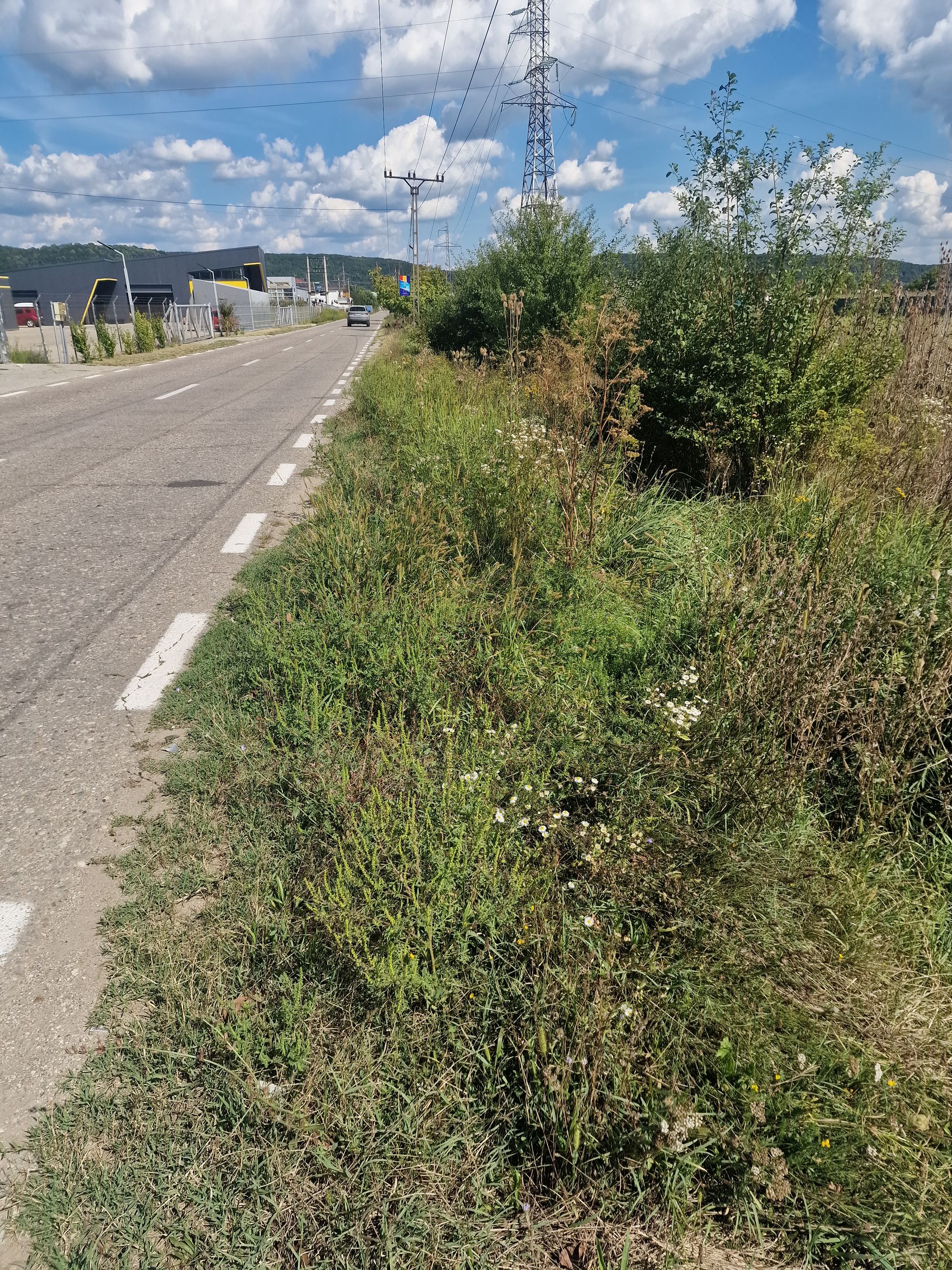 Ambrozie in Strada Lunca 147, Comuna Bascov, Județul Argeș