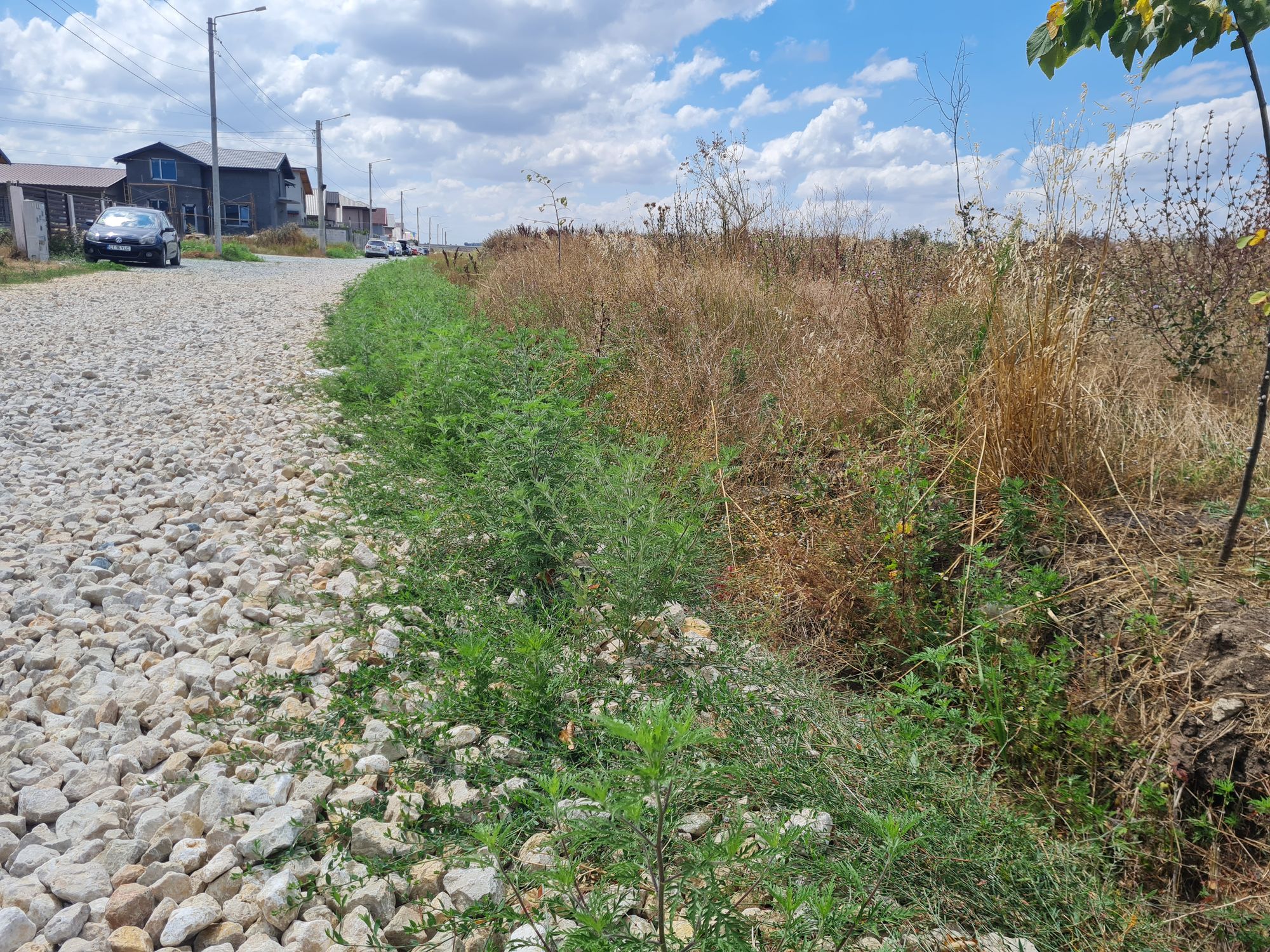 Ambrozie in Strada Orhideelor 17, Agigea, Comuna Agigea, Județul Constanța