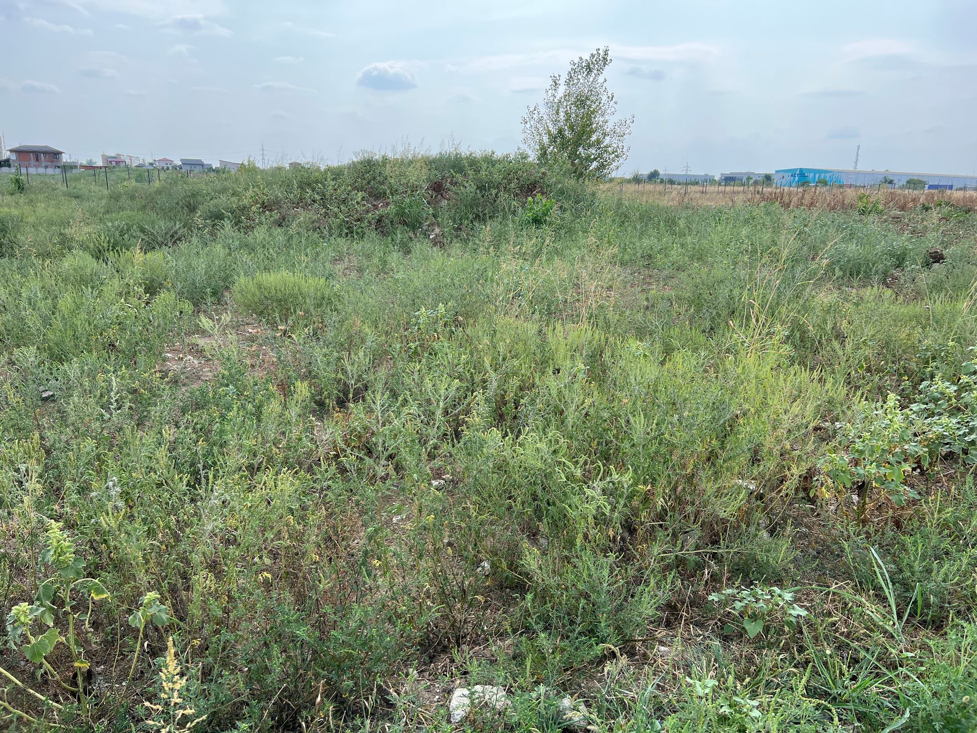 Ambrozie in Chiajna, Ilfov County - image.jpg