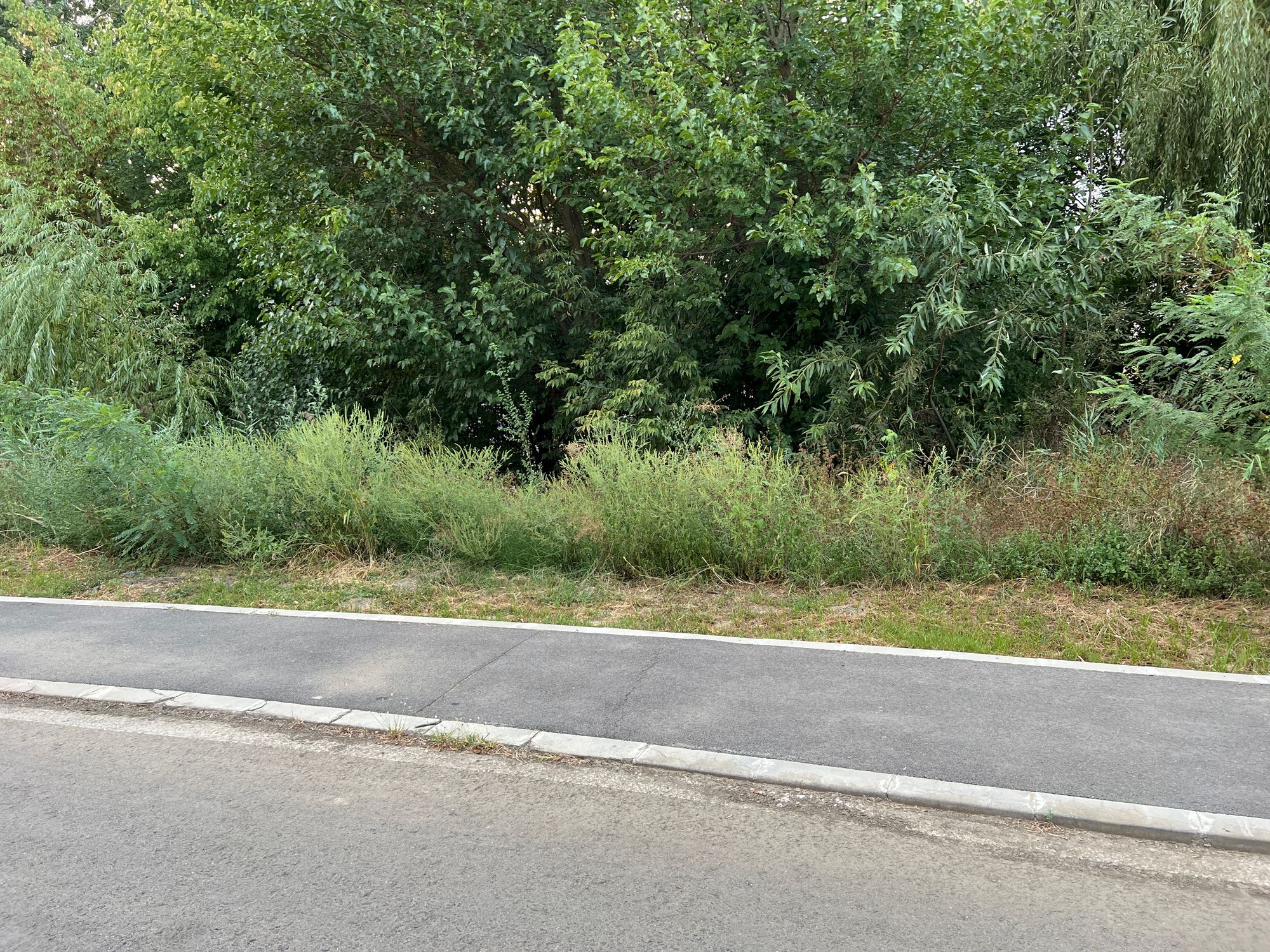 Ambrozie in DC21 29, Chiajna, Municipiul București, București