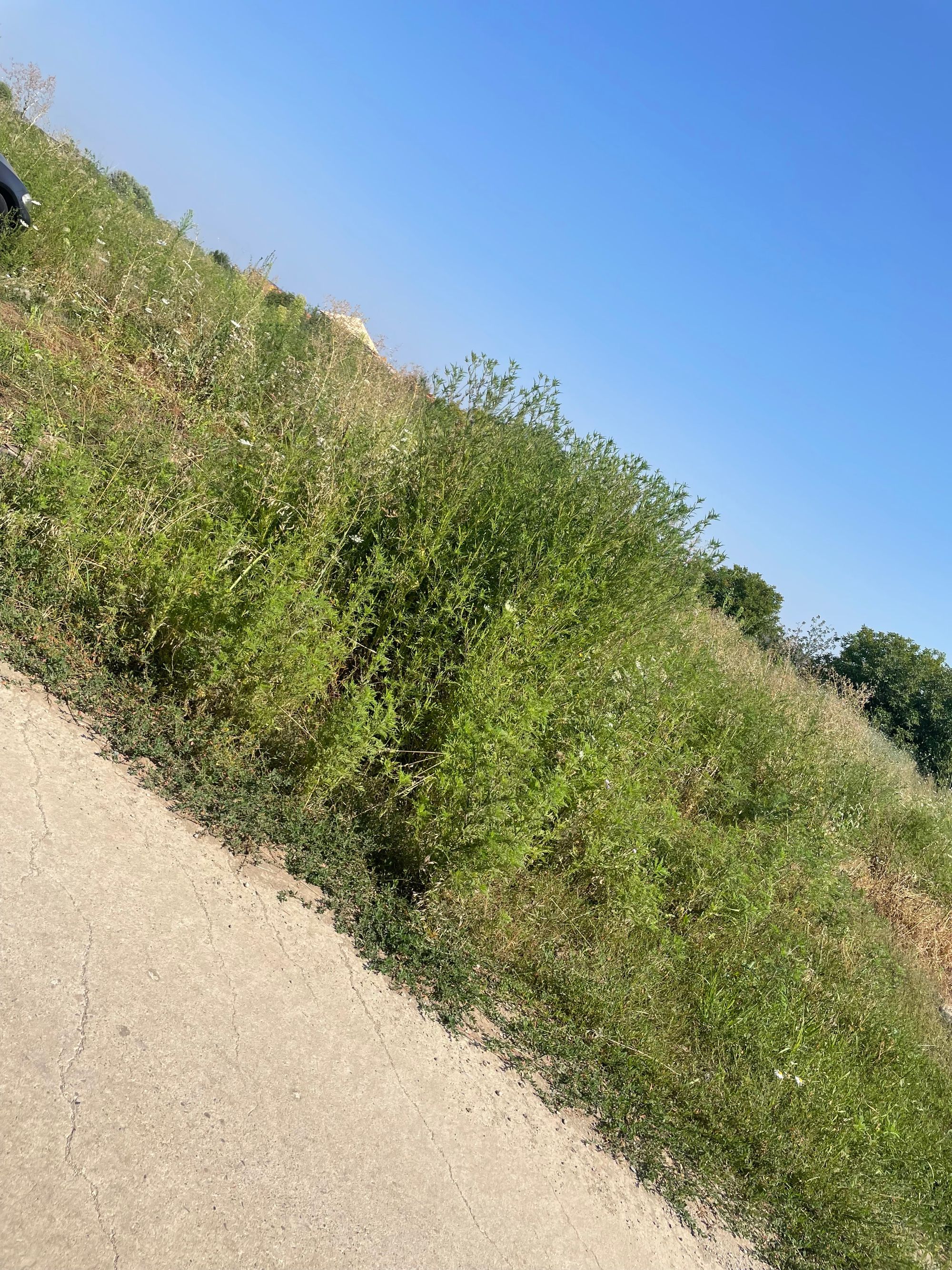 Ambrozie in Strada Randunicii 13, Tunari, Comuna Tunari, Județul Ilfov