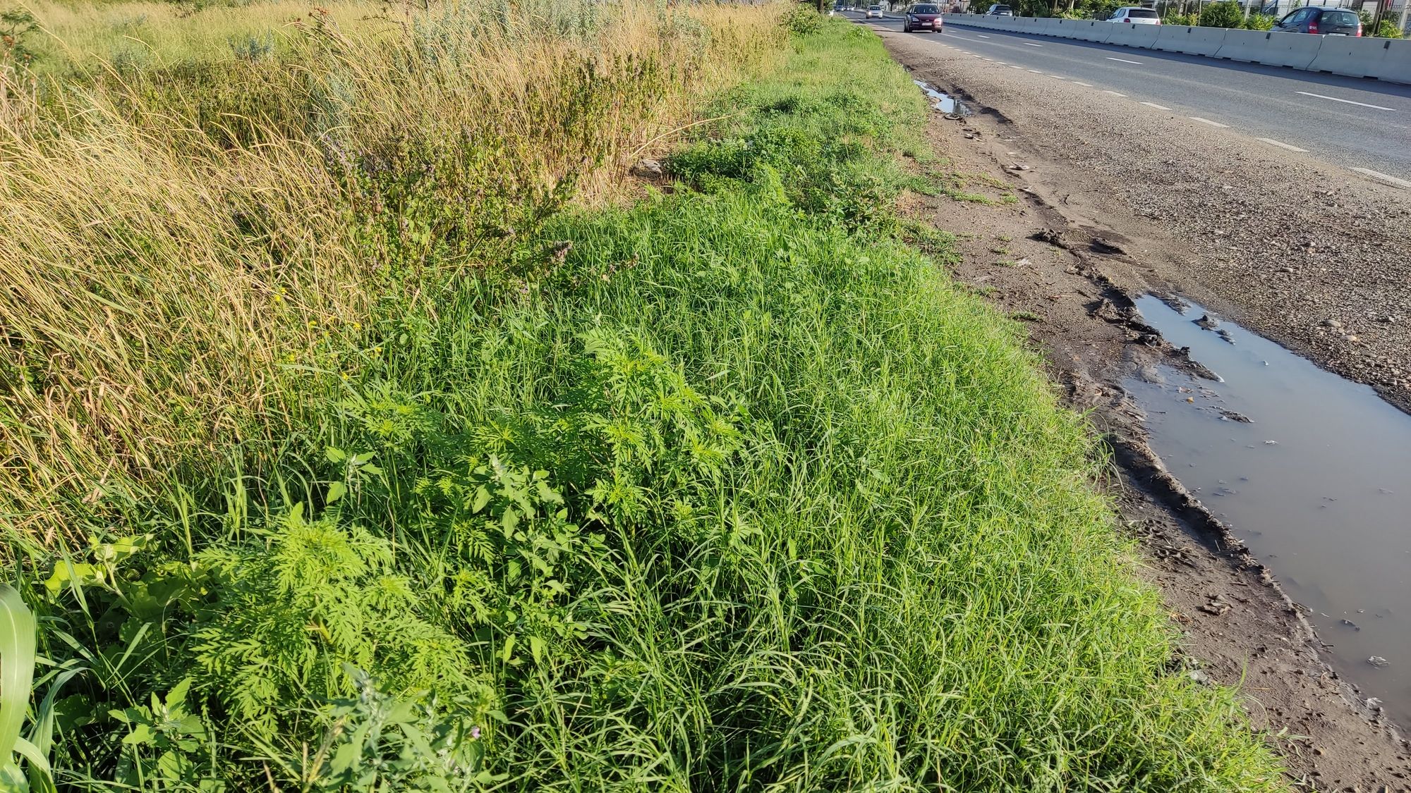 Ambrozie in Str. Grigore Vieru nr. 2, Comuna Vânători, Județul Galați - IMG_20230723_182352.jpg