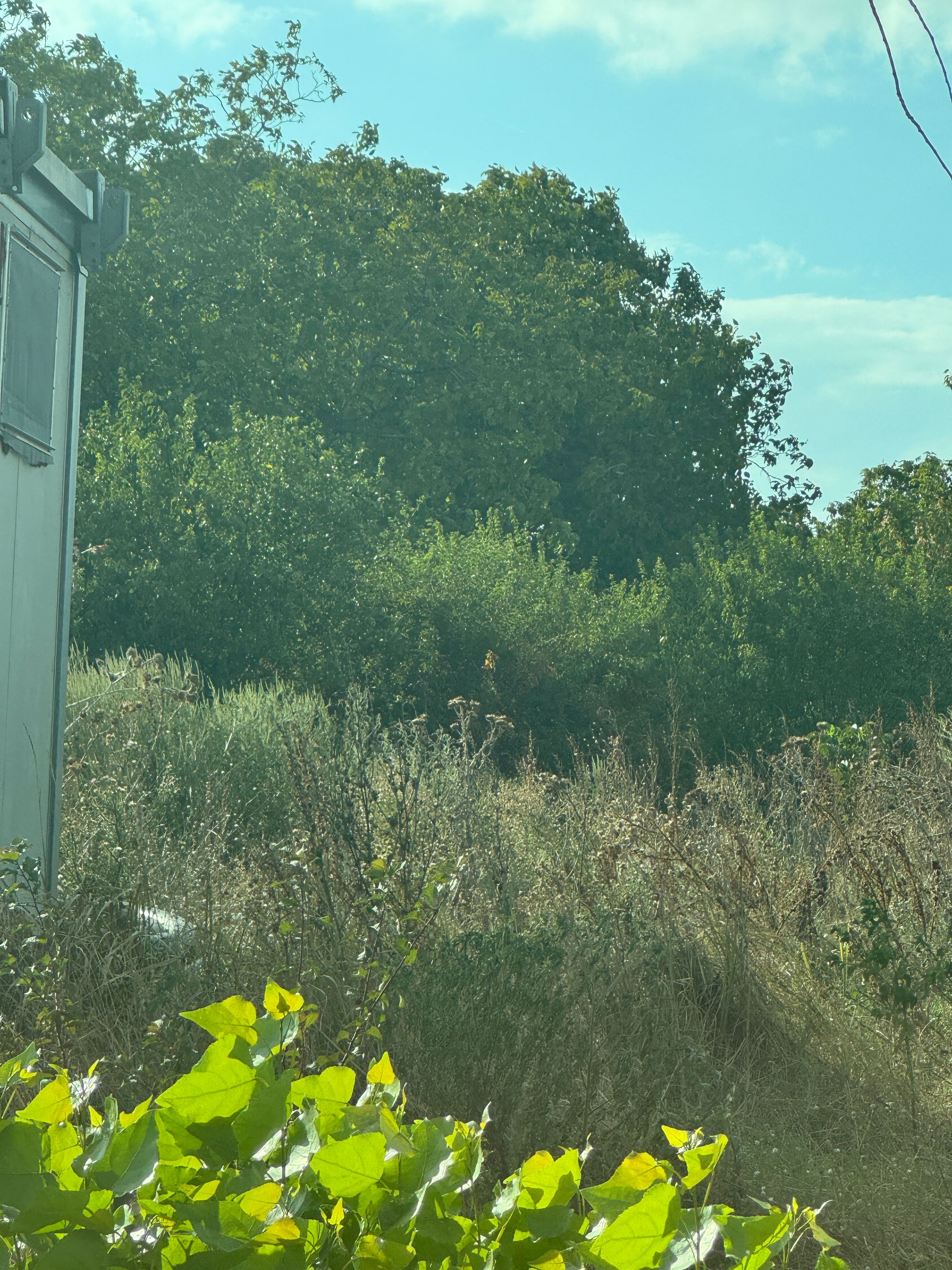 Ambrozie in Strada Drumul Garii nr. 1, București, Comuna Dobroești, Județul Ilfov - IMG_8370.jpeg