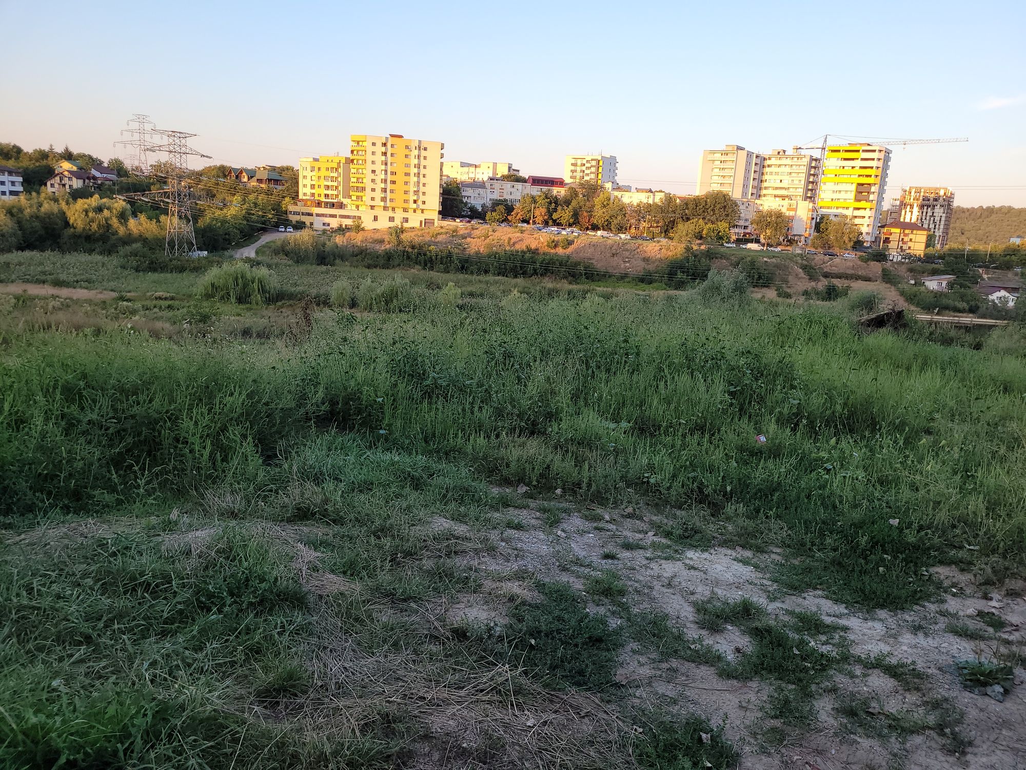 Ambrozie in Șoseaua Nicolina 177, Iași, Municipiu Iaşi, Județul Iași - 1000014601.jpg