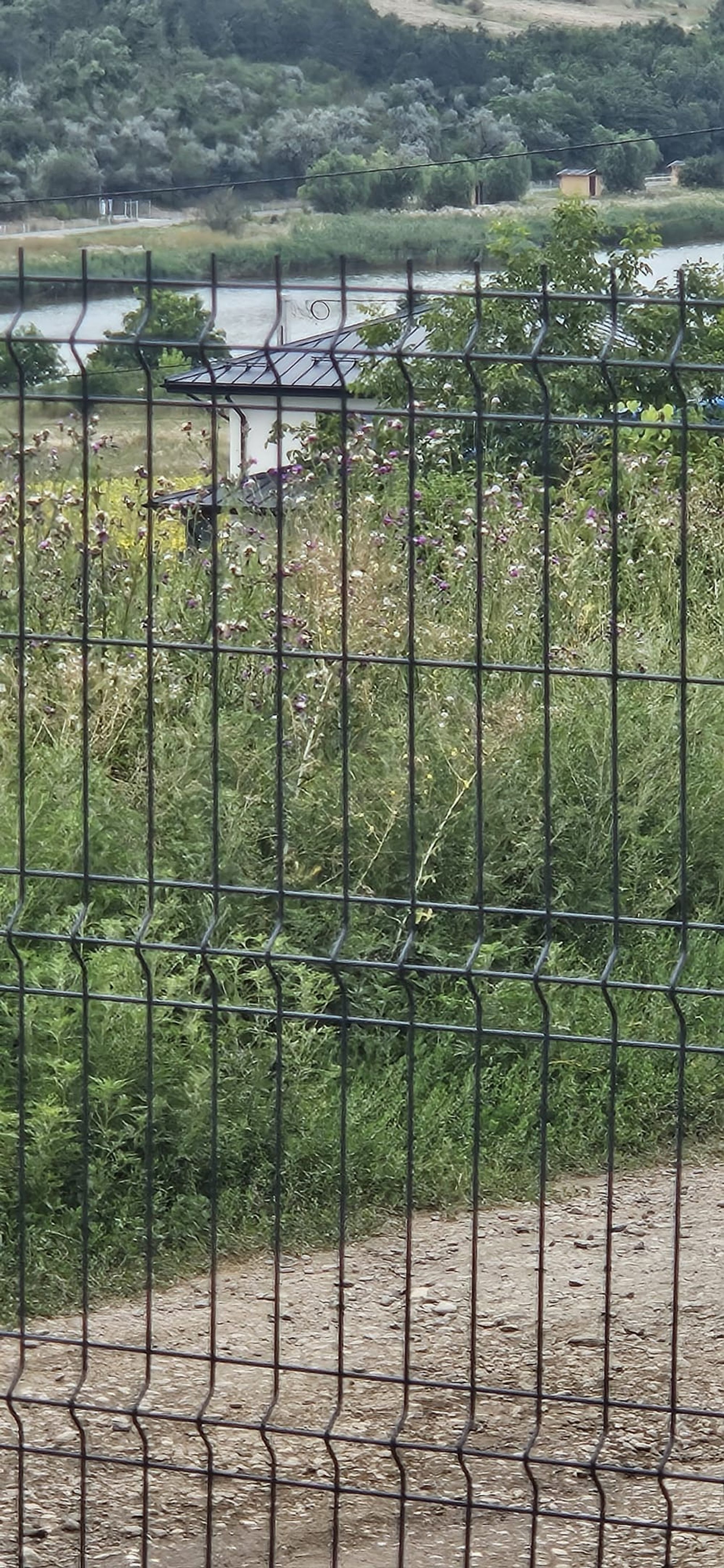 Ambrozie in Șorogari, Comuna Aroneanu, Județul Iași - b85e3b4f-3f6c-4b5d-ae85-d499aa66b983.jpeg