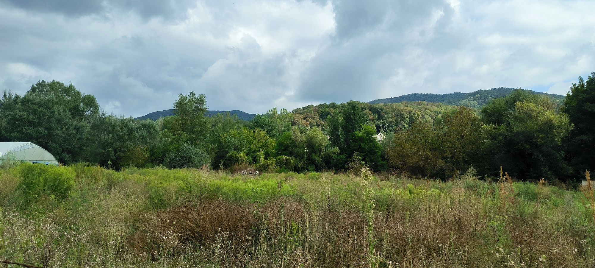 Ambrozie in Strada Arinilor 1, Poenari, Municipiu Râmnicu Vâlcea, Județul Vâlcea - 1000218391.jpg