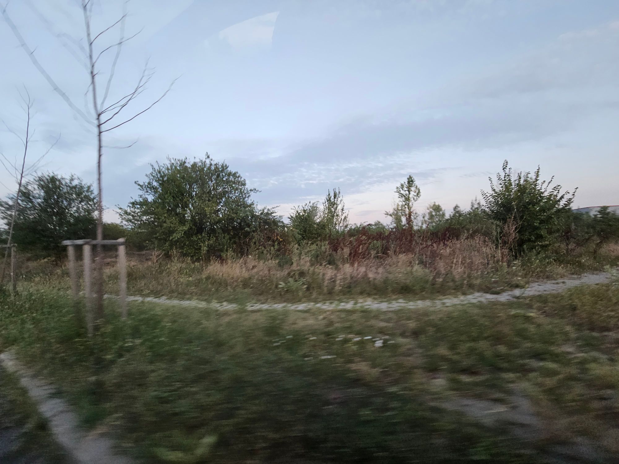 Ambrozie in București, Municipiul București - inbound5678046191421112891.jpg