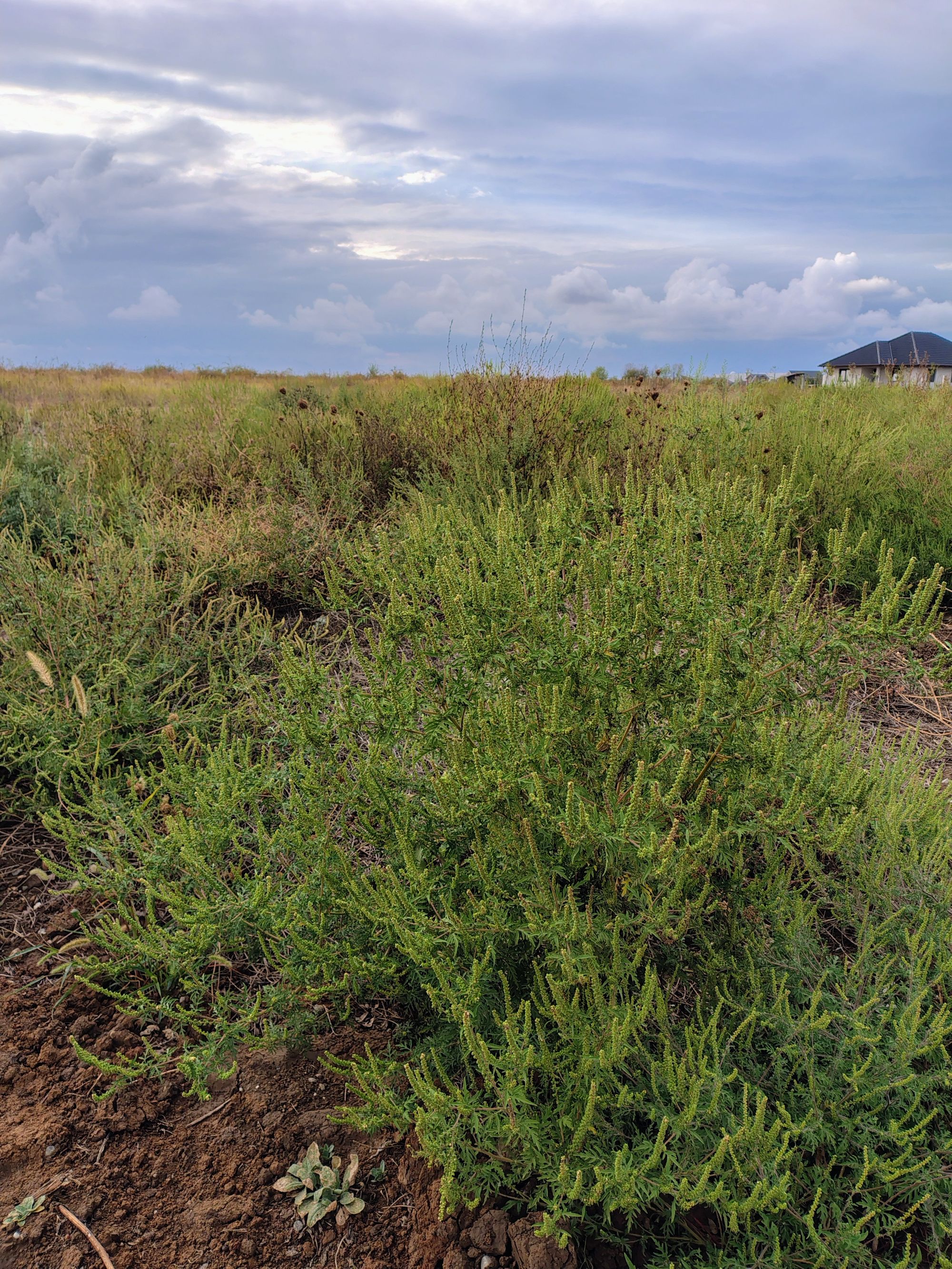Ambrozie in Strada Nojoridului 260, Oradea, Municipiu Oradea, Județul Bihor - 1000001129.jpg