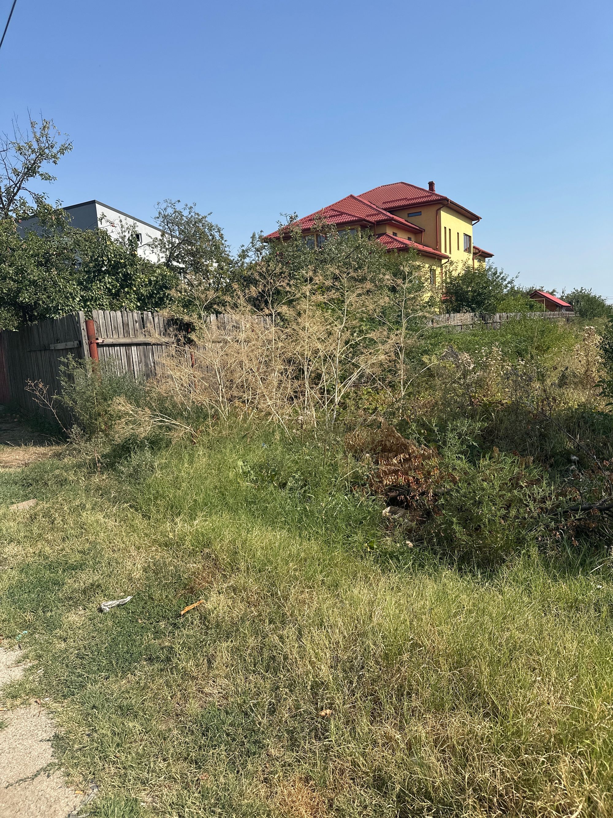 Ambrozie in Șoseaua Tudor Vladimirescu 40, Olteni, Comuna Clinceni, Județul Ilfov