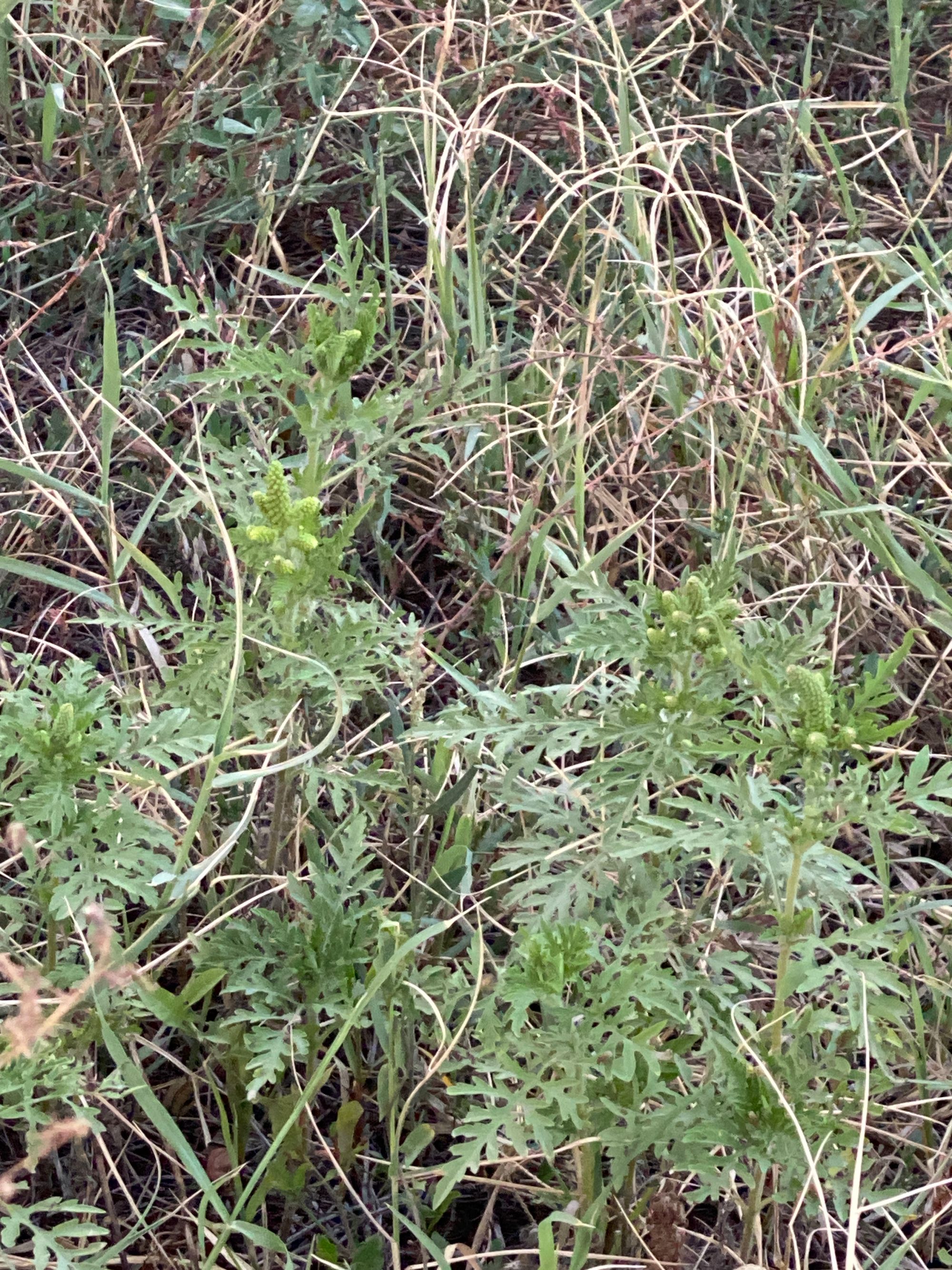 Ambrozie in Drumul Gura Putnei 19, București, Municipiul București - image.jpg