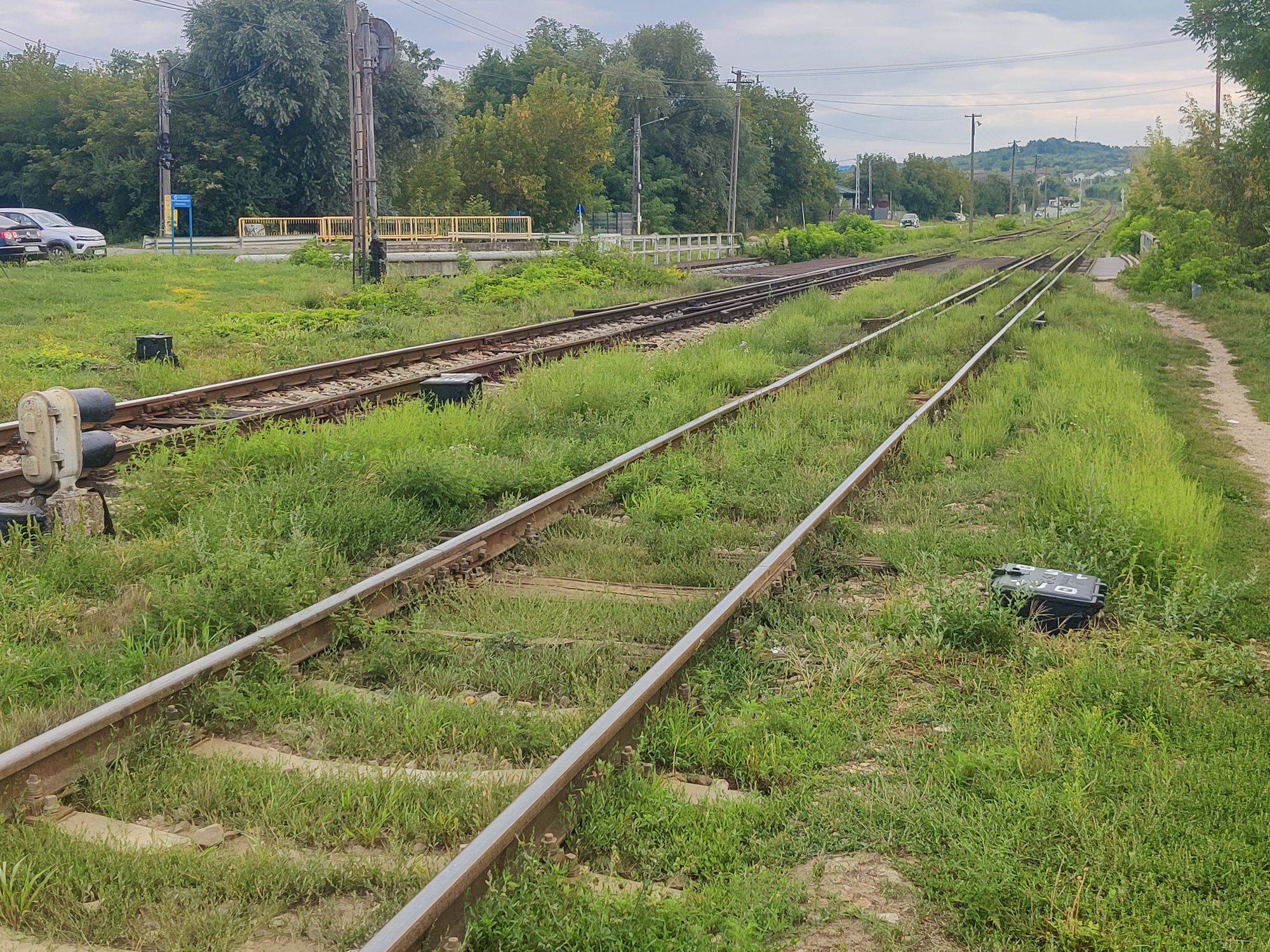 Ambrozie in DJ248C 72, Lunca Cetățuii, Comuna Ciurea, Județul Iași