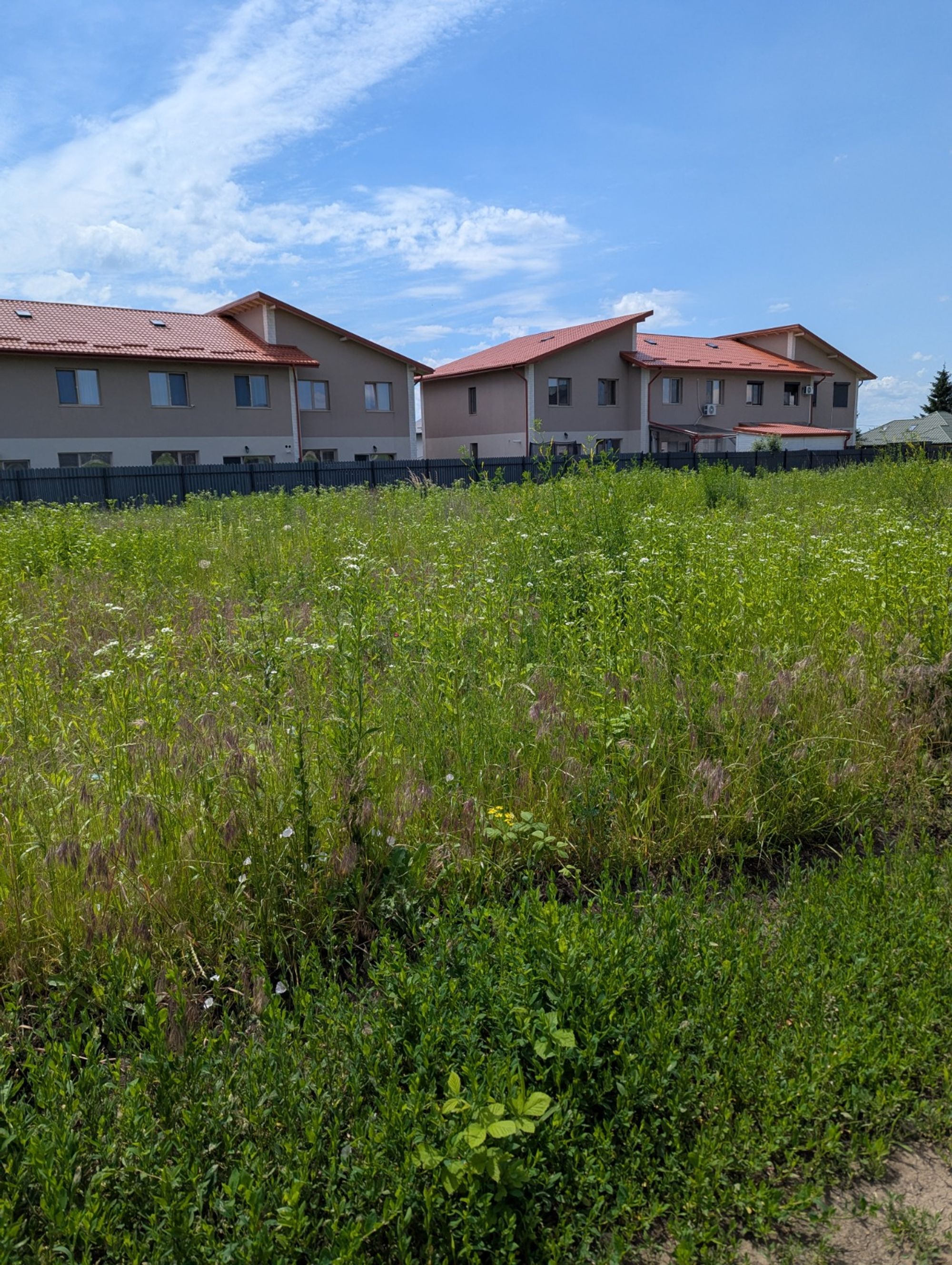 Ambrozie in Strada Lucian Blaga 17C, Valea Lupului, Comuna Valea Lupului, Județul Iași