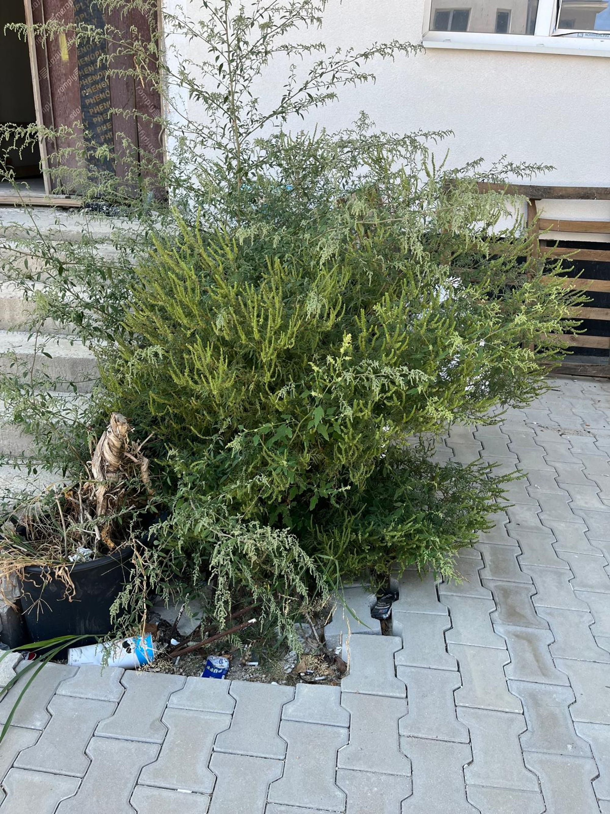 Ambrozie in Șoseaua Cernica 32/ Str.Padurii Nr.3, Bl3,Pantelimon, Oraș Pantelimon, Județul Ilfov