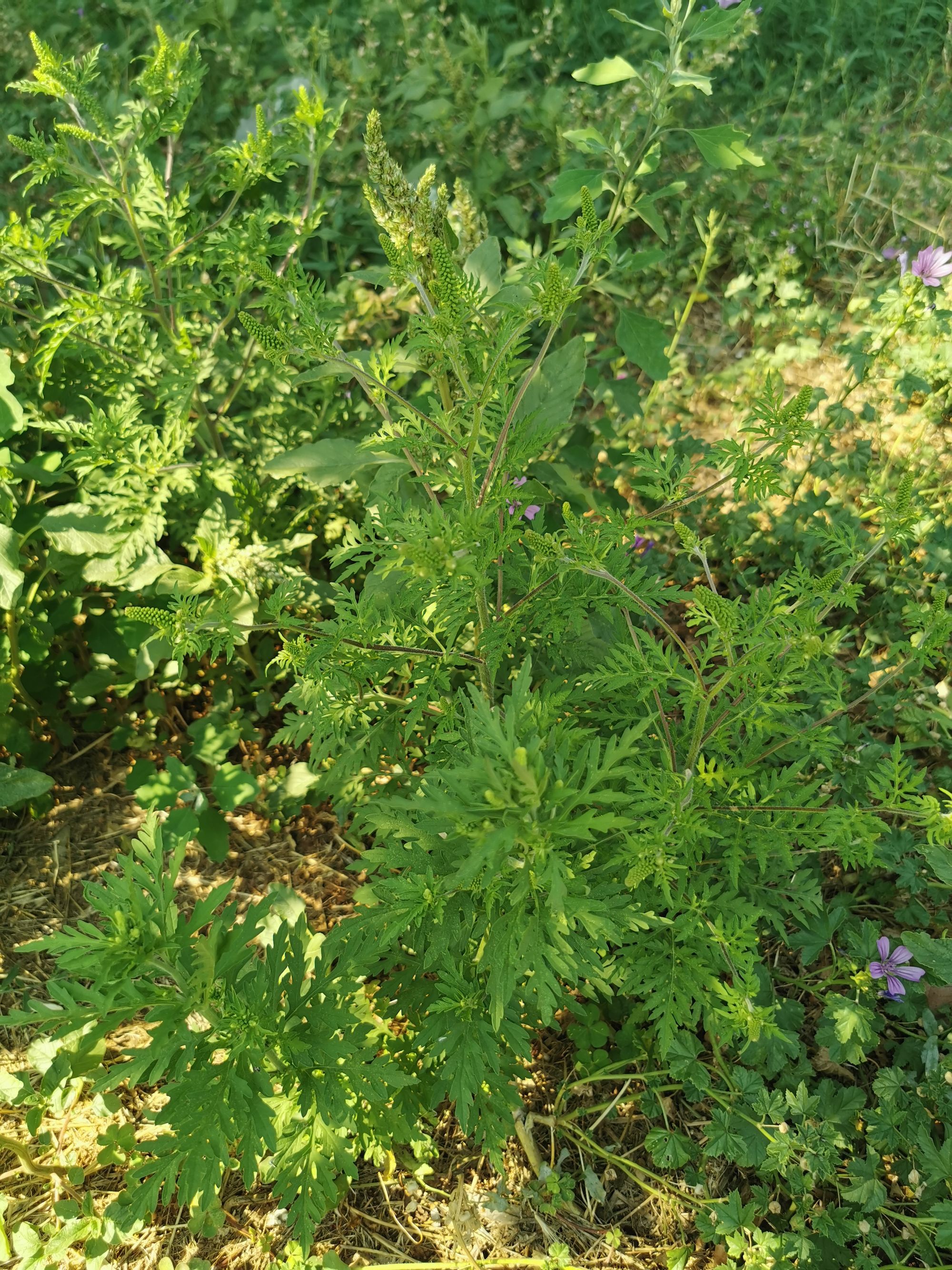 Ambrozie in Strada Văilor 13, Slatina, Municipiu Slatina, Județul Olt - IMG_20250821_154901.jpg