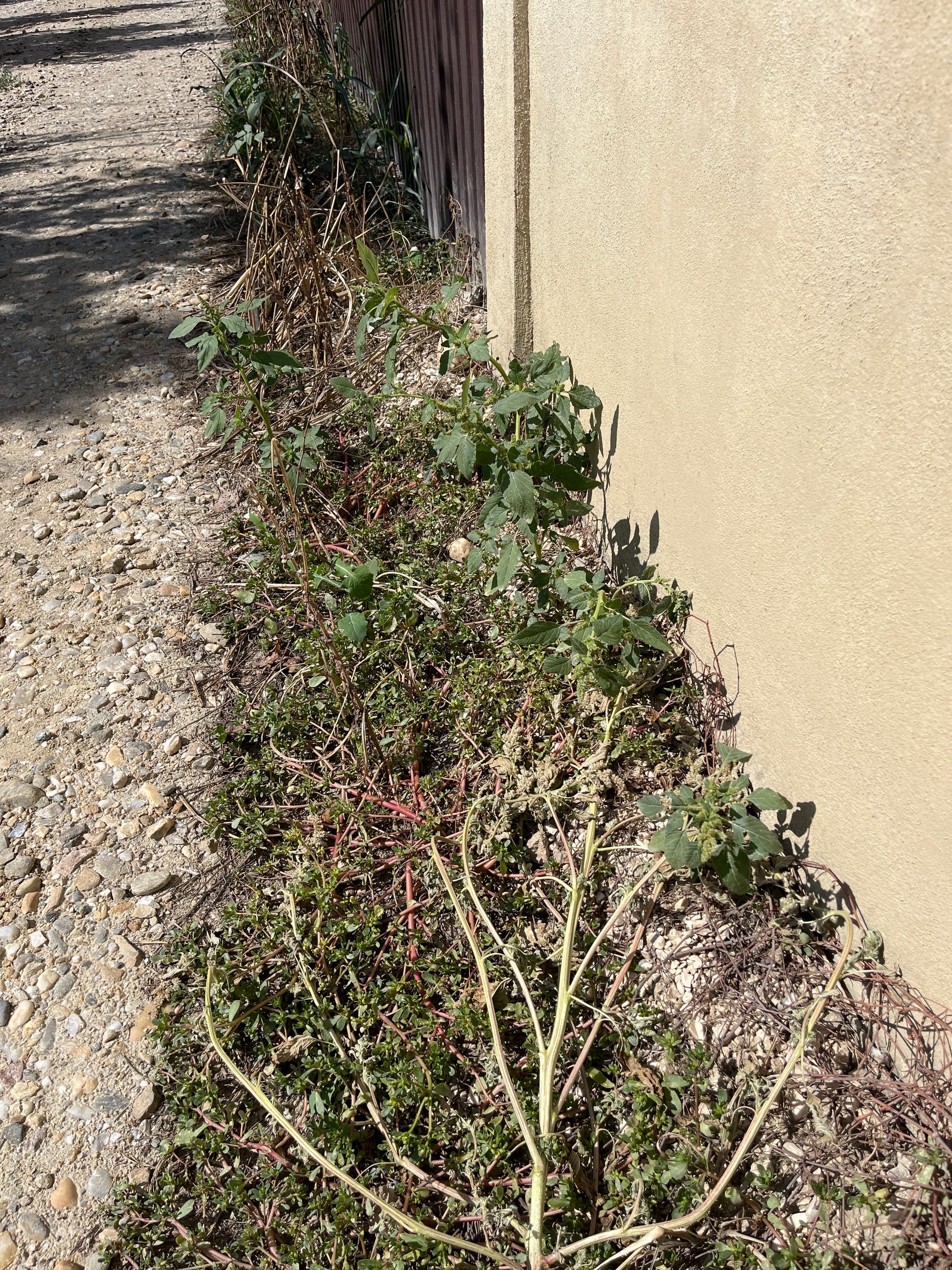 Ambrozie in Aleea Tineretului 155h, Valea Mare-Podgoria, Oraş Ştefăneşti, Județul Argeș - image.jpg