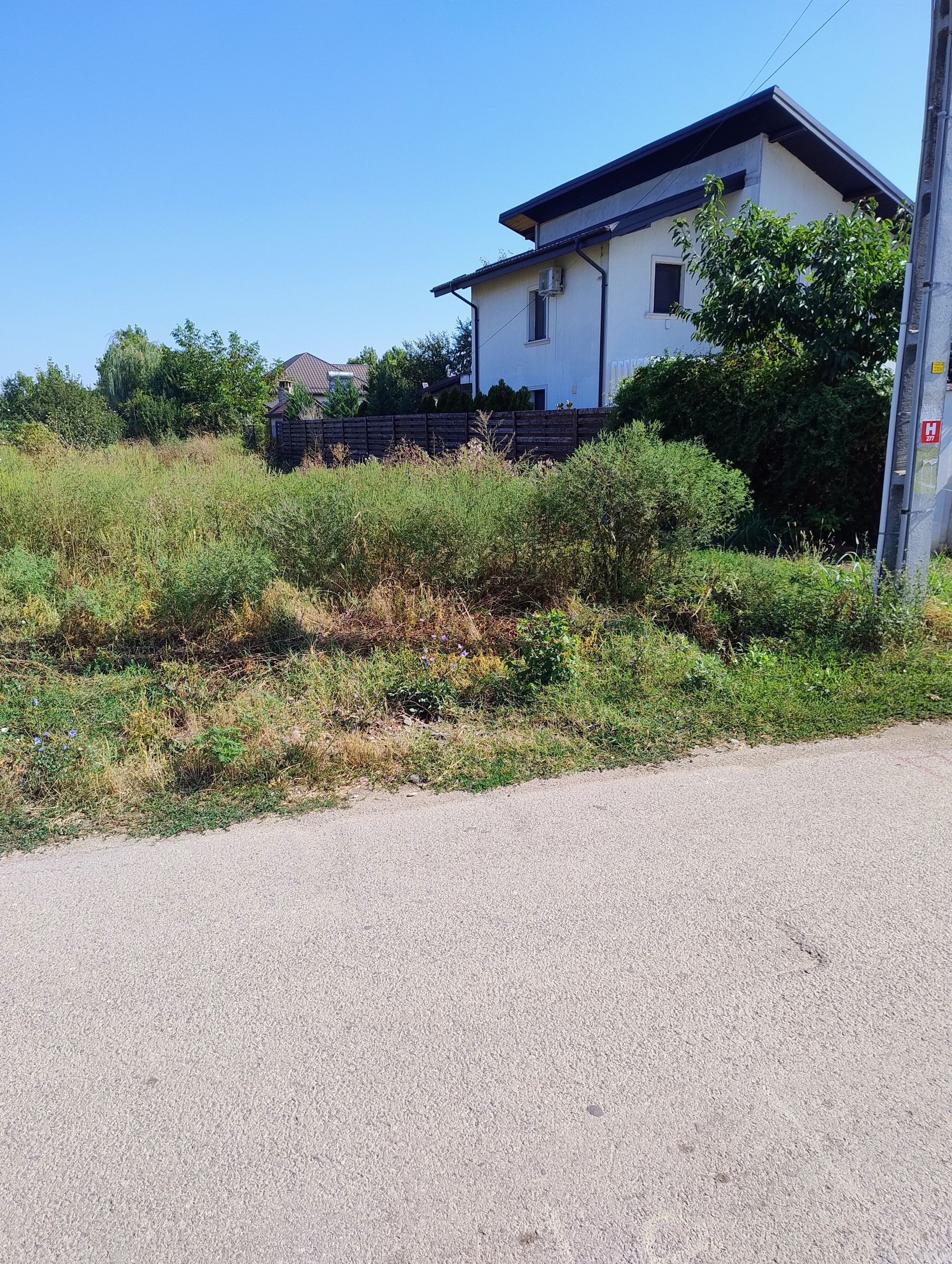 Ambrozie in Strada Peștilor 46, Măgurele, Oraș Măgurele, Județul Ilfov