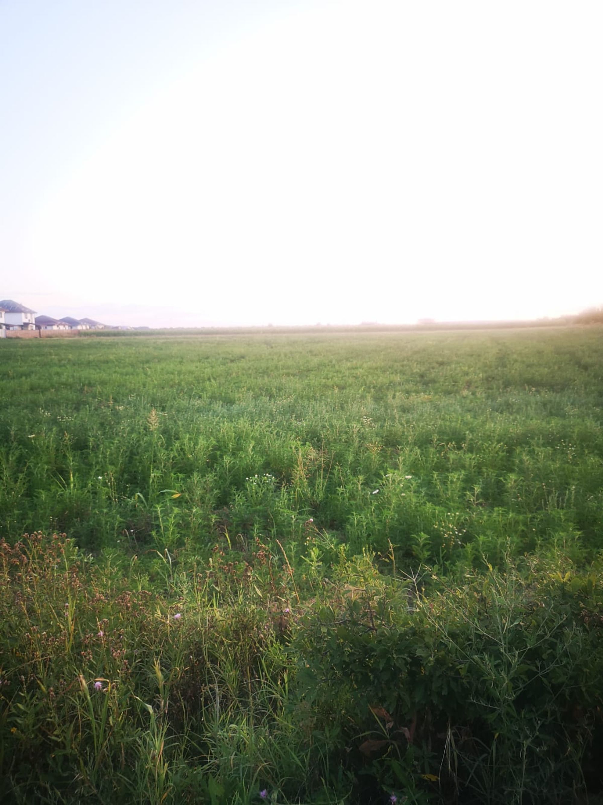 Ambrozie in DC146A 140, Săbăreni, Comuna Săbăreni, Județul Giurgiu - 3300db02-21e1-447e-b279-ff3426438c22.jpeg