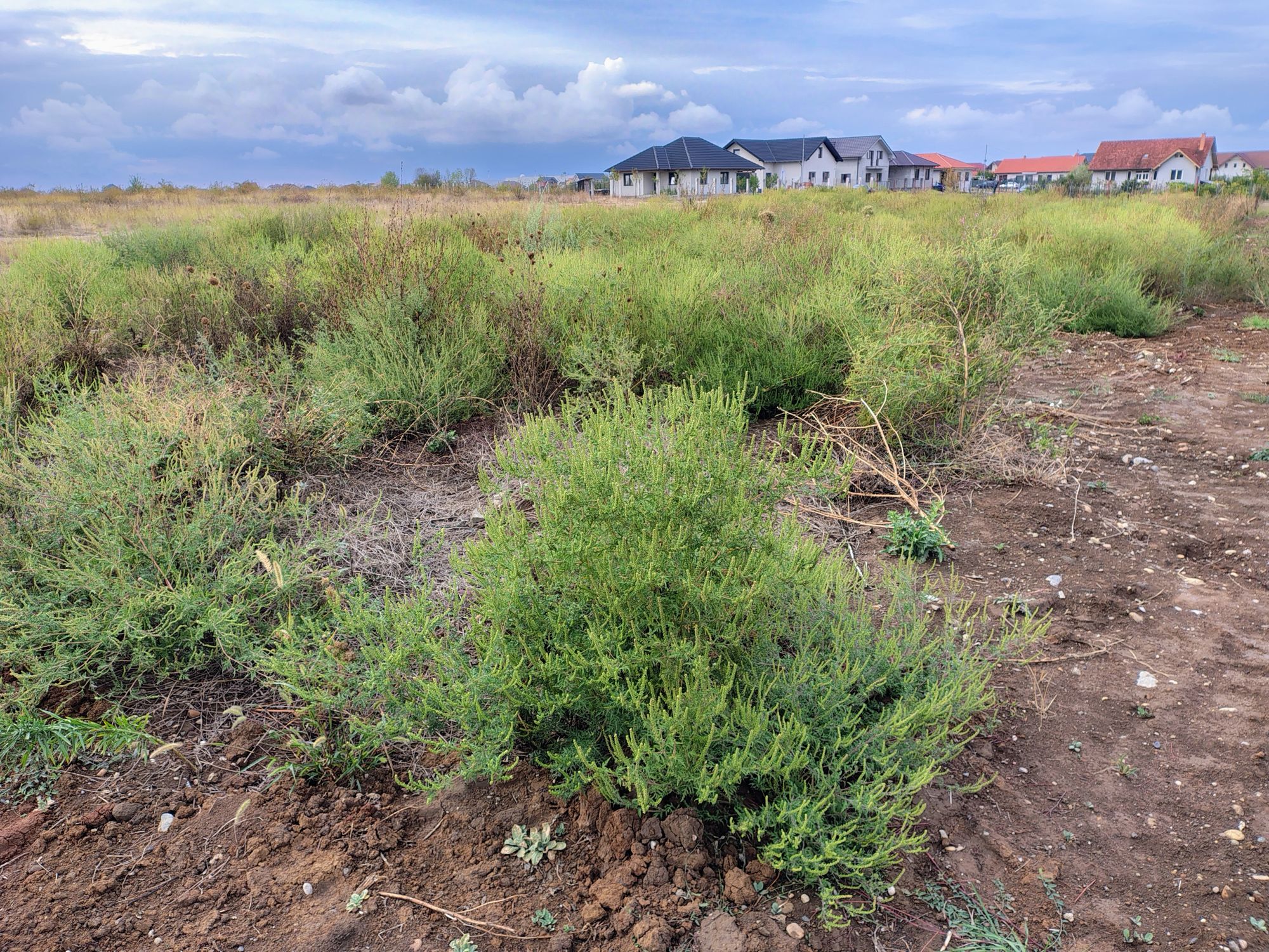 Ambrozie in Strada Nojoridului 260, Oradea, Municipiu Oradea, Județul Bihor - 1000001128.jpg
