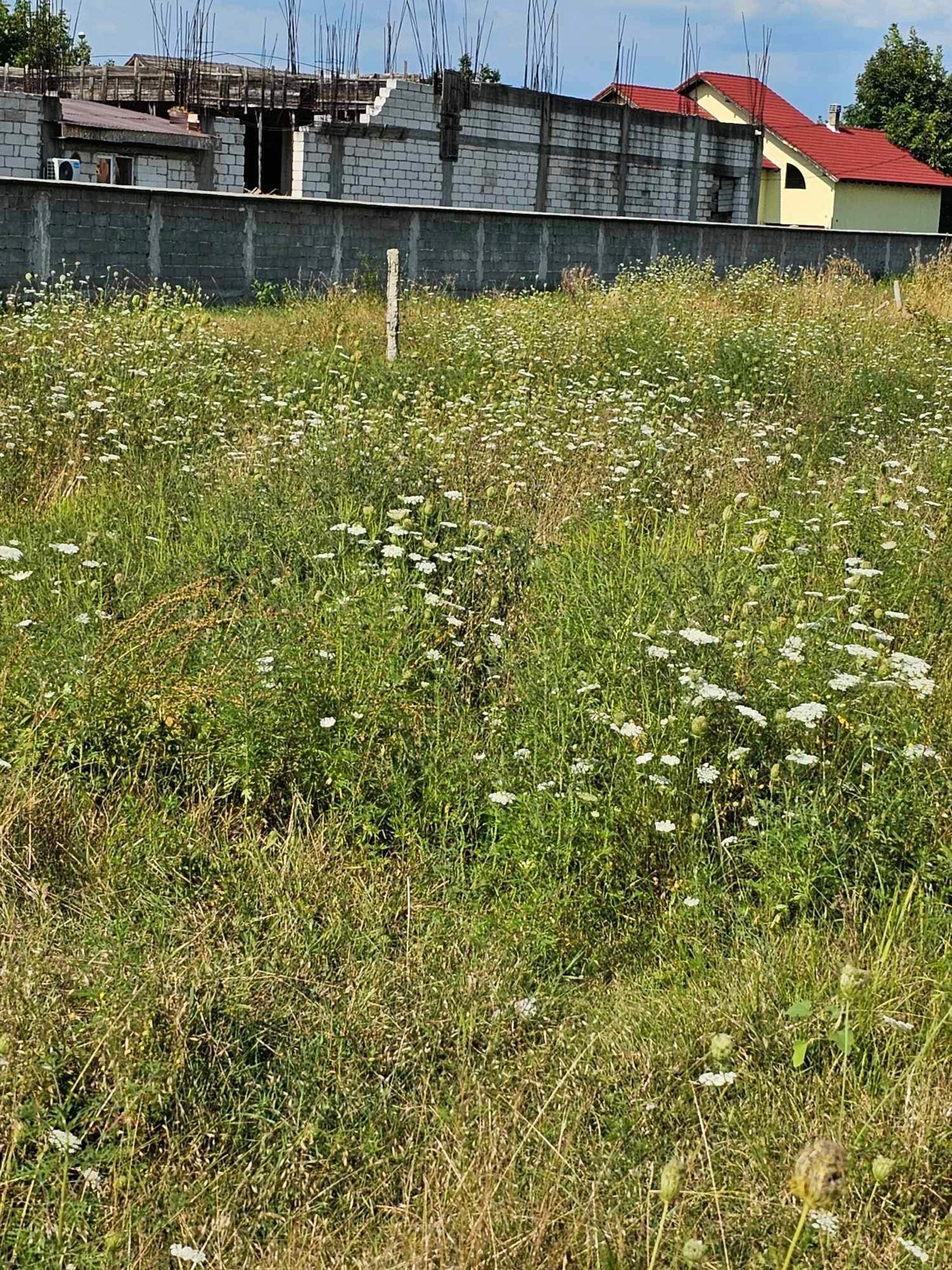 Ambrozie in Strada Tismana 21, Târgu Jiu, Municipiu Târgu Jiu, Județul Gorj - D3715FCA-9B15-4DFA-A2EA-481BCB4B8195.jpeg