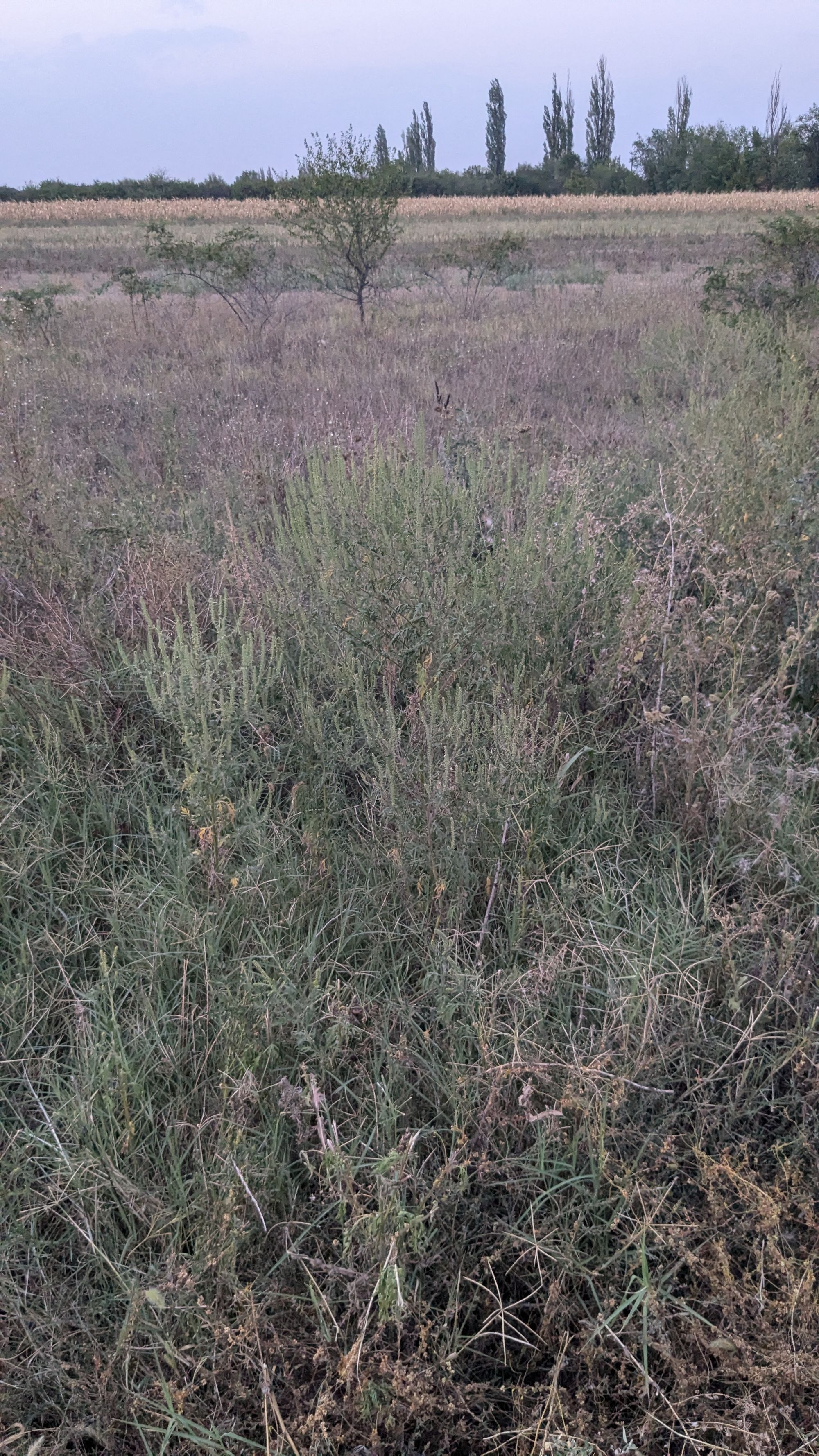 Ambrozie in Dârza, Comuna Crevedia, Județul Dâmbovița - 1000031640.jpg