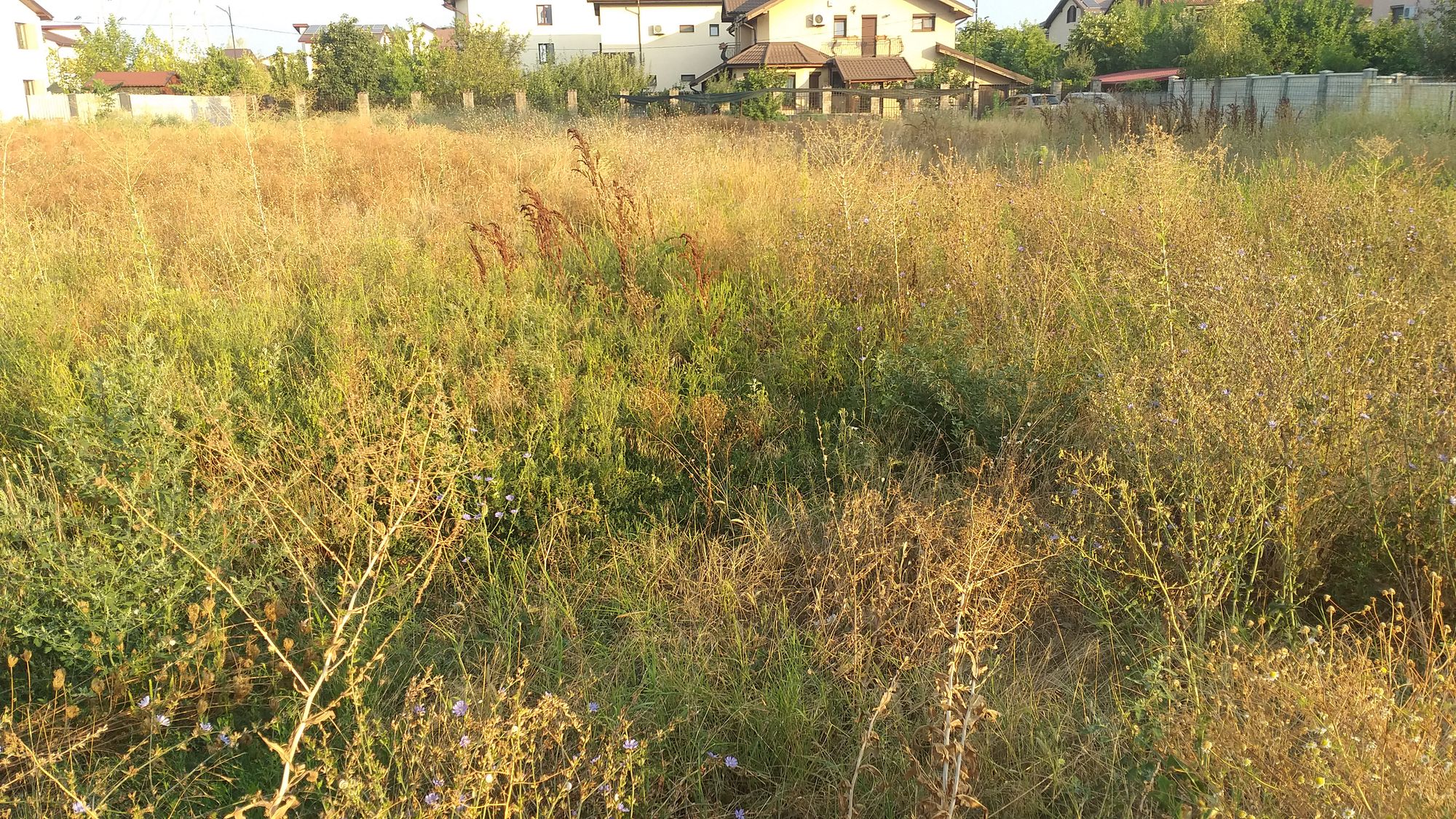 Ambrozie in Strada Apeductului 2E, Roșu, Comuna Chiajna, Județul Ilfov - 20230824_074152.jpg