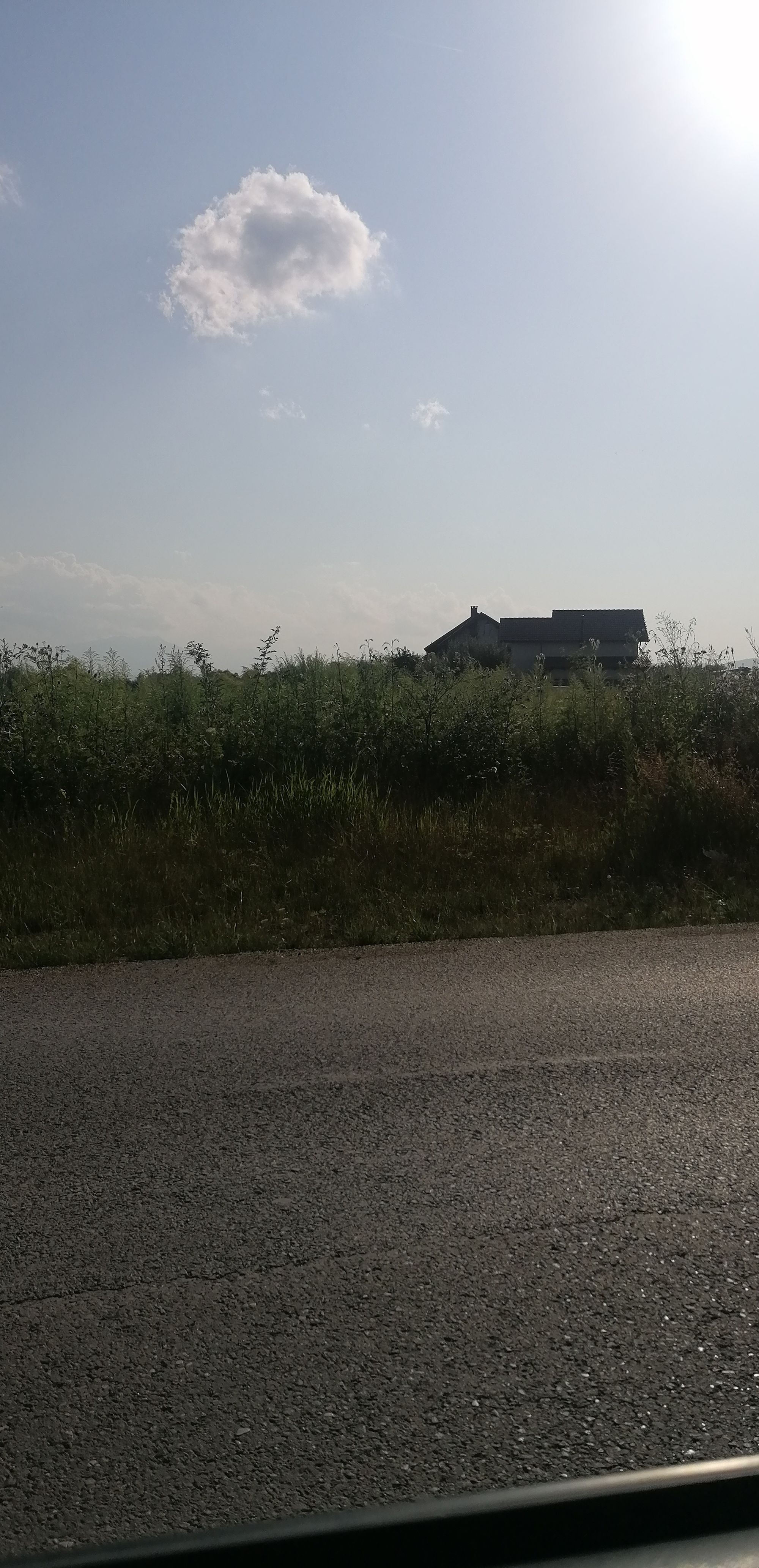 Ambrozie in Comuna Sânpetru, Județul Brașov - inbound5683766076981239819.jpg