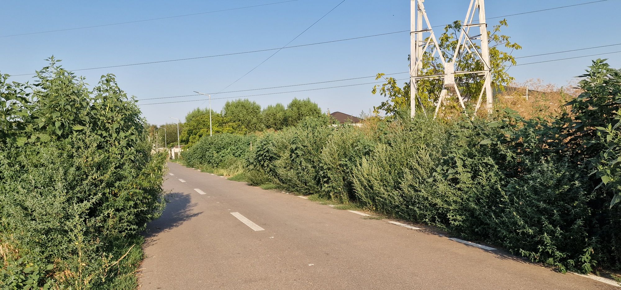 Ambrozie in Strada Cimbrișorului 16, Cazasu, Comuna Cazasu, Județul Brăila