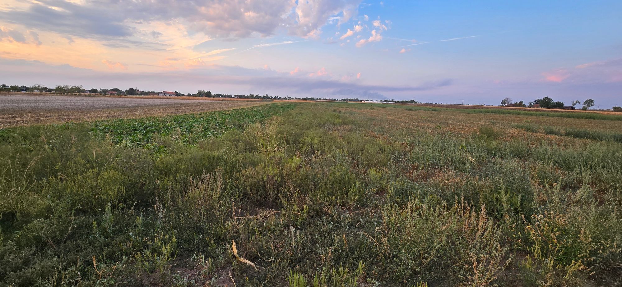 Ambrozie in Nădlac, Oraş Nădlac, Județul Arad - 20250908_194232.jpg