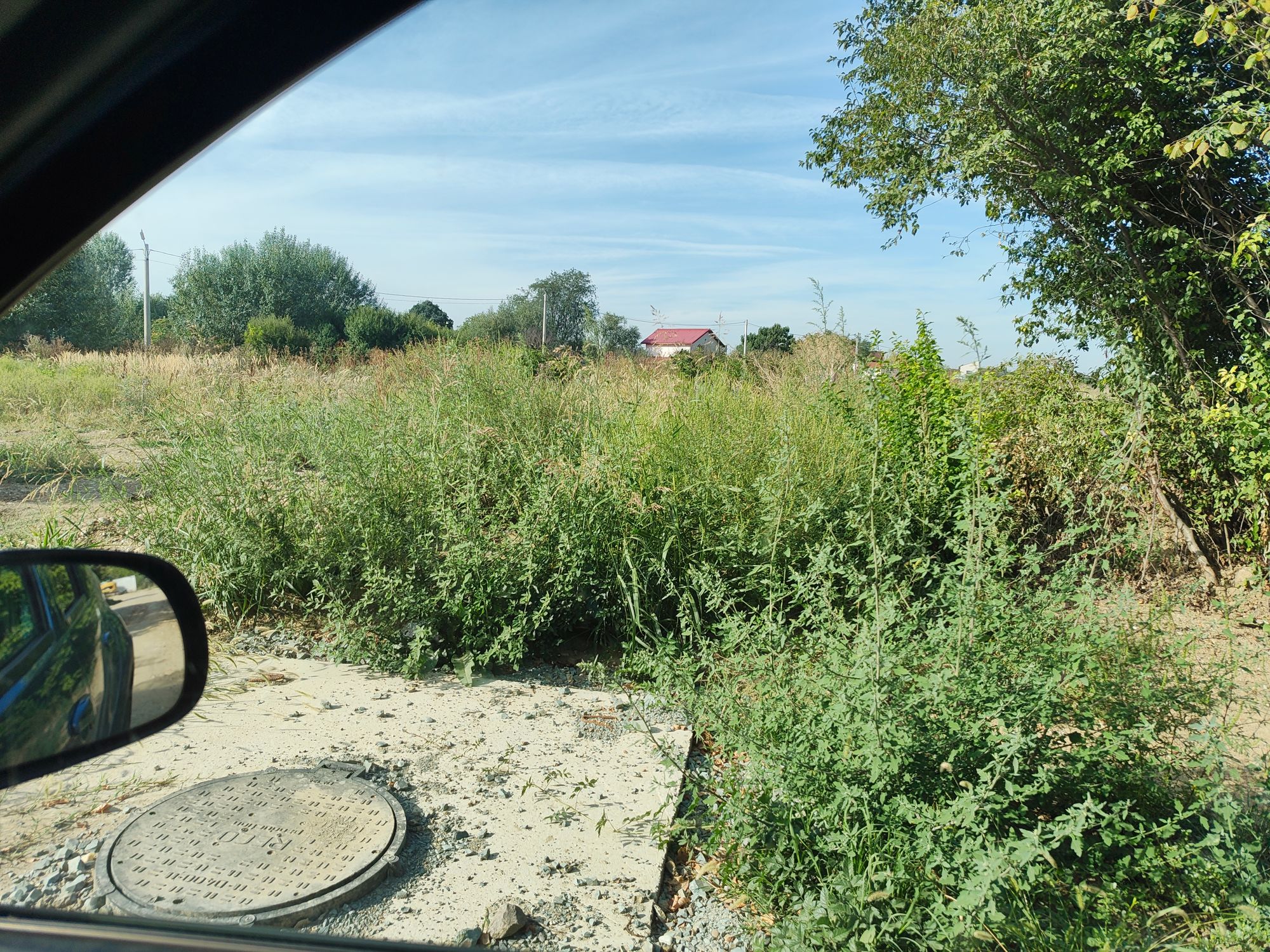 Ambrozie in Strada Stejarului 12C, Țegheș, Comuna Domnești, Județul Ilfov - IMG_20250906_094545285.jpg