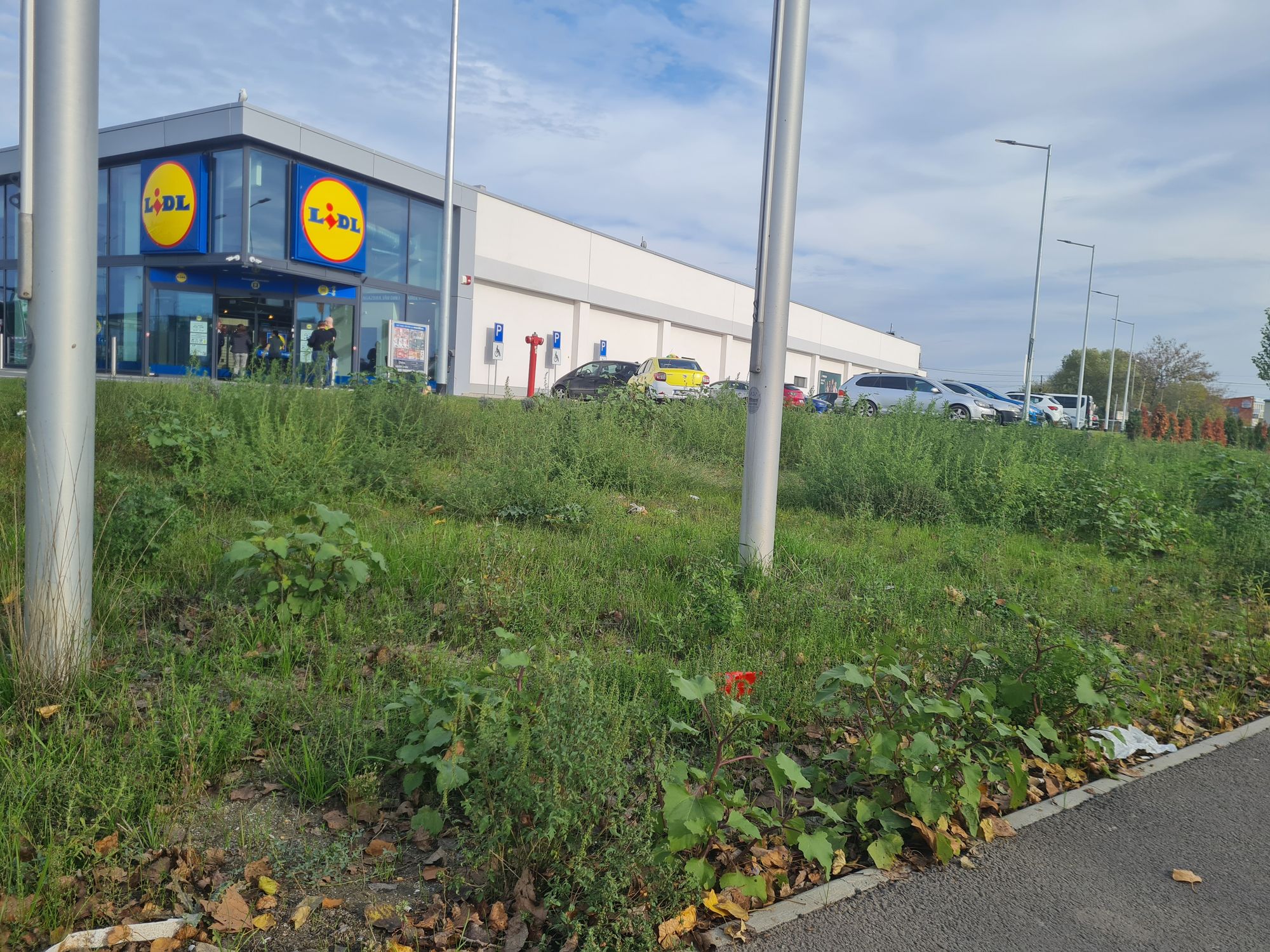 Ambrozie in Constanța, Municipiul Constanța, Județul Constanța