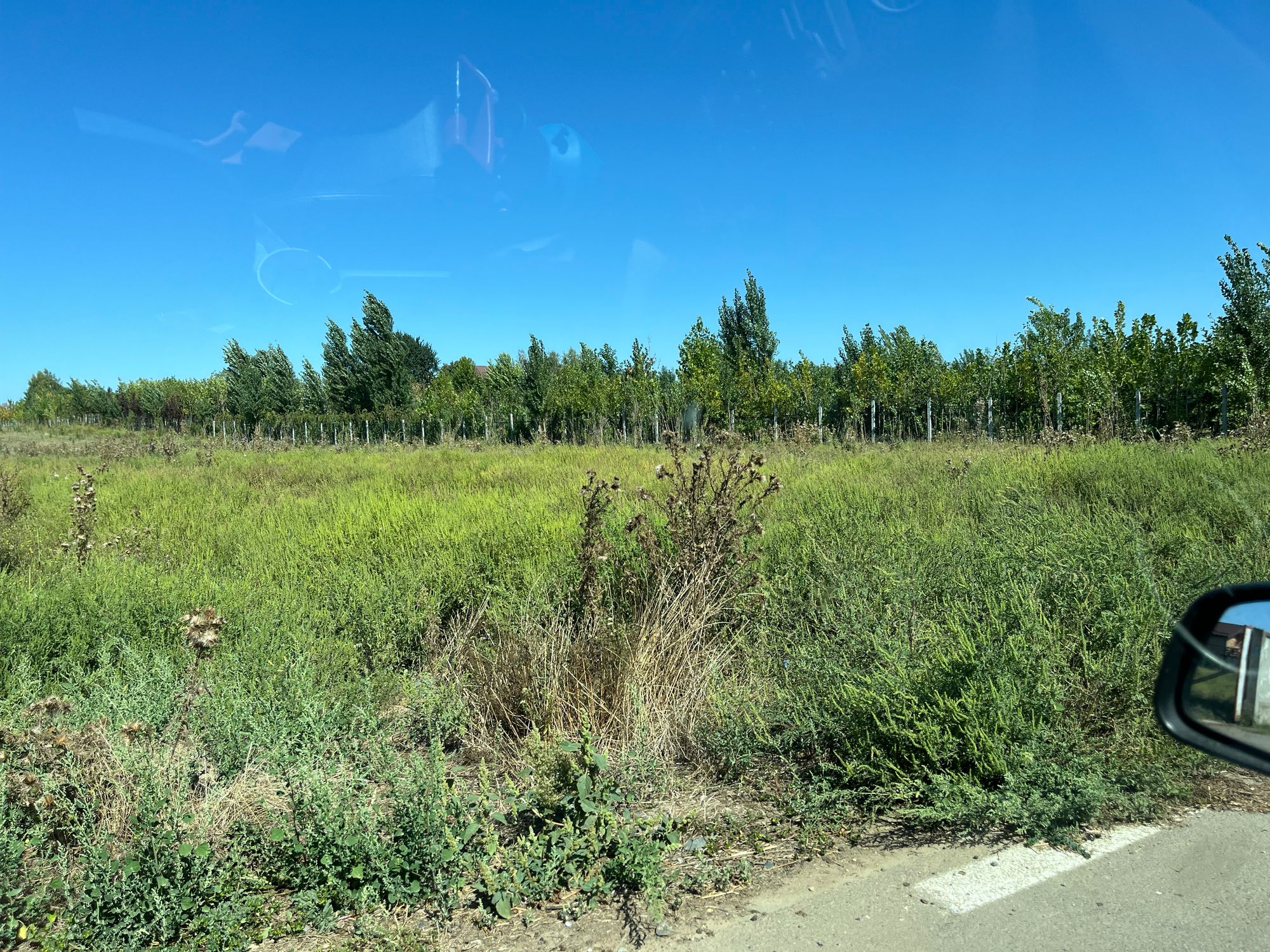 Ambrozie in Strada 23 August, Bolintin-Deal, Comună Bolintin-deal, Județul Giurgiu - IMG_0654.jpeg