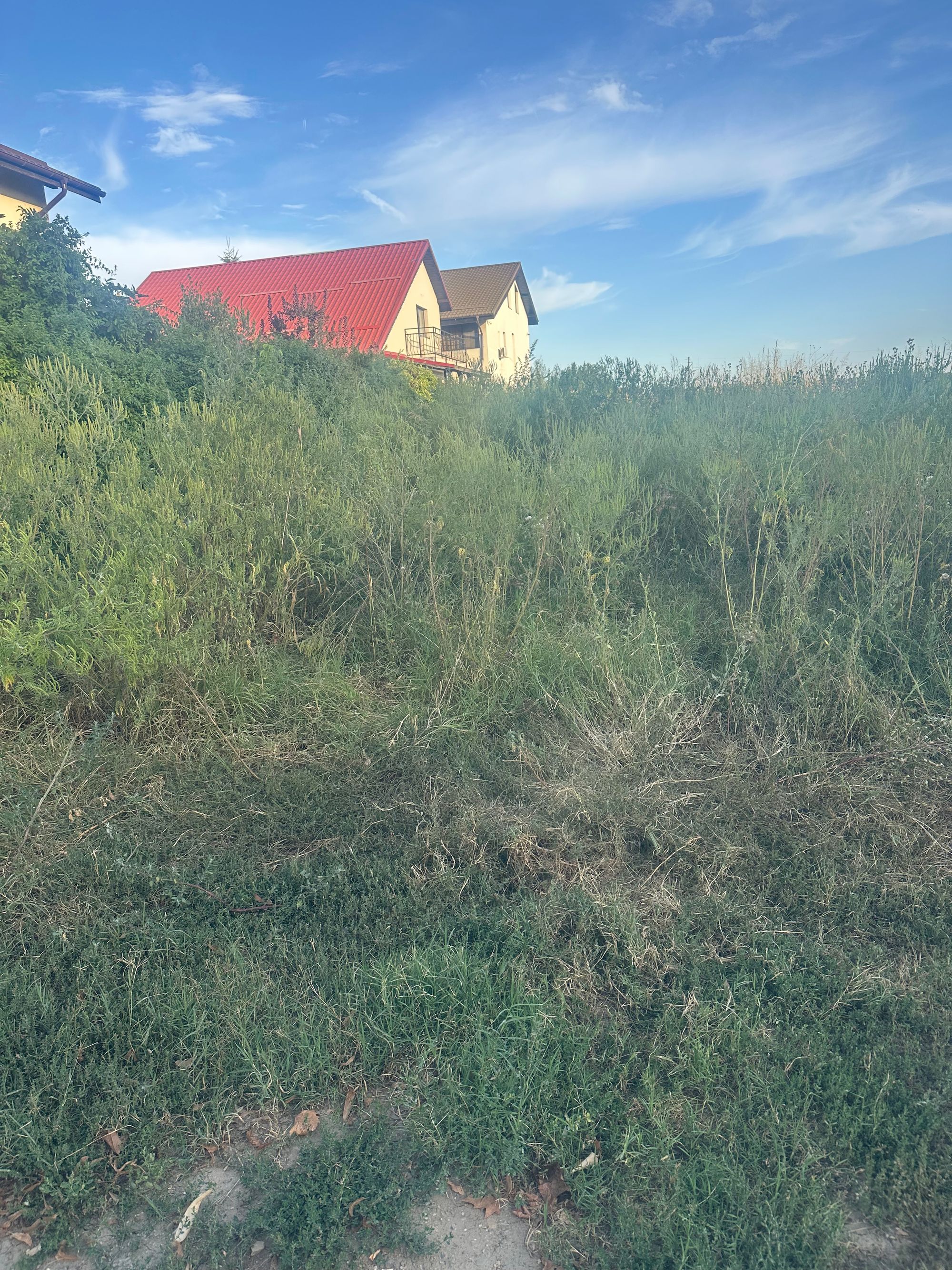 Ambrozie in Strada Liliacului 20, Brănești, Comuna Brănești, Județul Ilfov - IMG_1636.jpeg