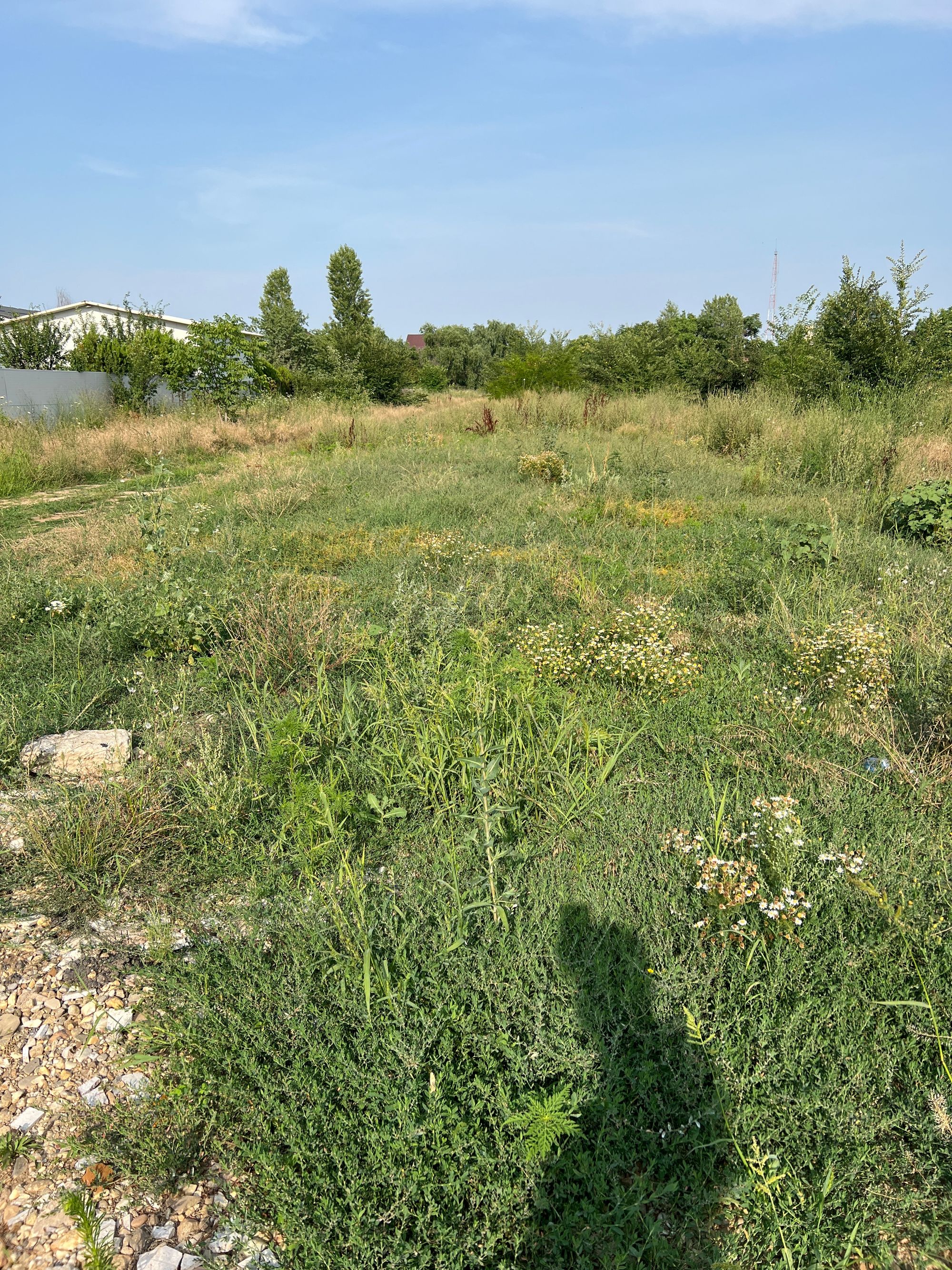 Ambrozie in Strada Acvilei 17, Roșu, Comuna Chiajna, Județul Ilfov - image.jpg