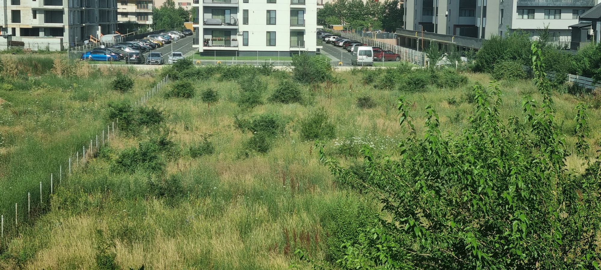 Ambrozie in Strada Drumul Gura Gârliței 16, București, Municipiul București - WhatsApp Image 2026-07-15 at 08.50.23 (1).jpeg