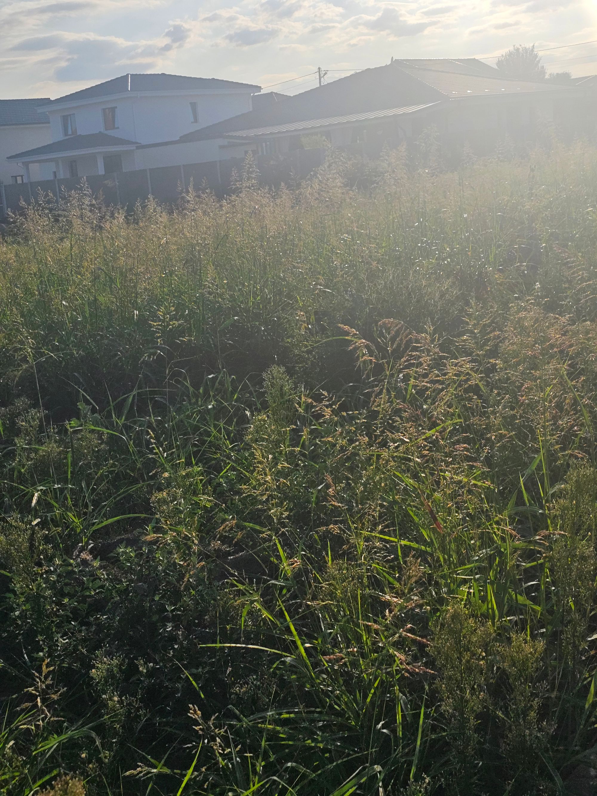 Ambrozie in Str. Picasso 10, Dumbrăvița, Comuna Dumbrăvița, Județul Timiș - 20250818_185743.jpg