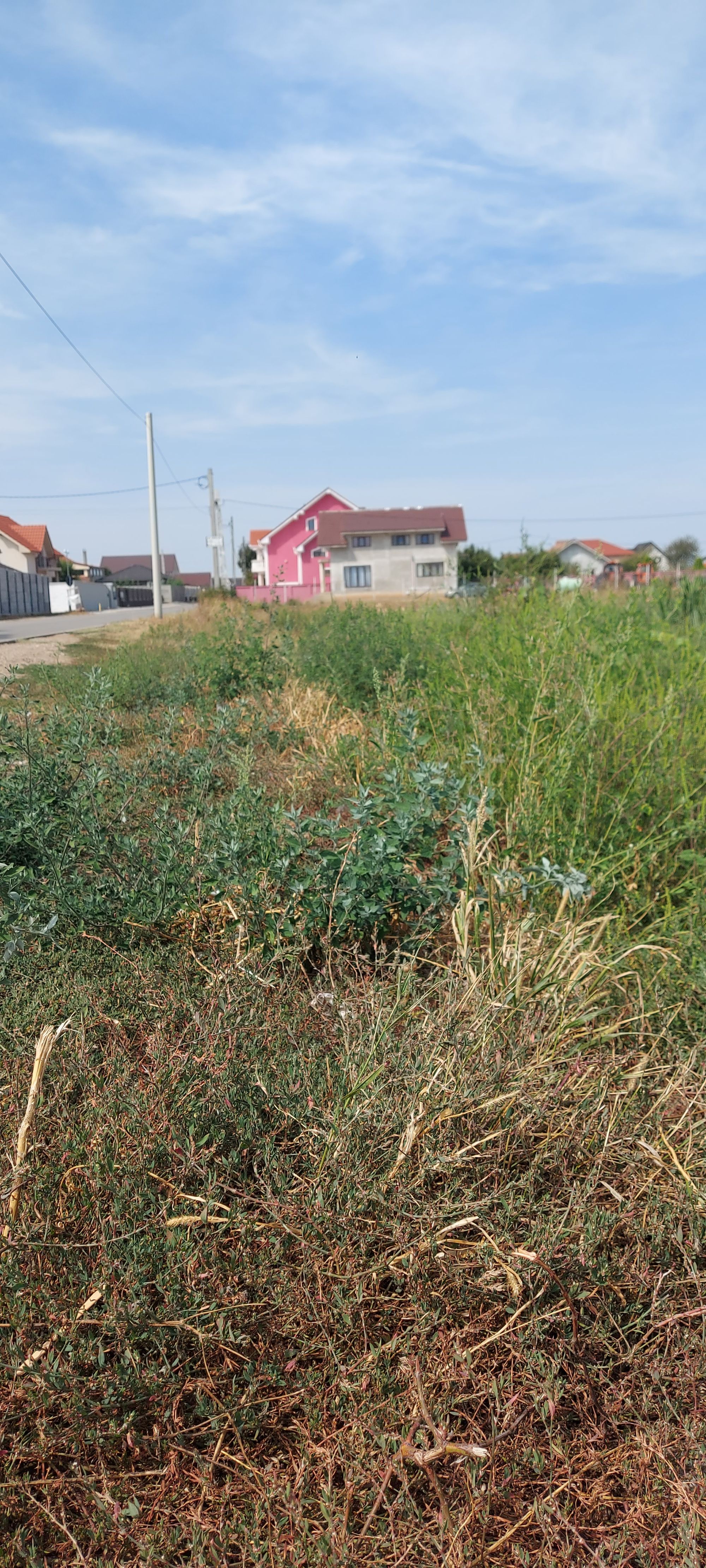 Ambrozie in Mihai Eminescu 47, Nojorid, Comuna Nojorid, Județul Bihor - 20240824_120656.jpg