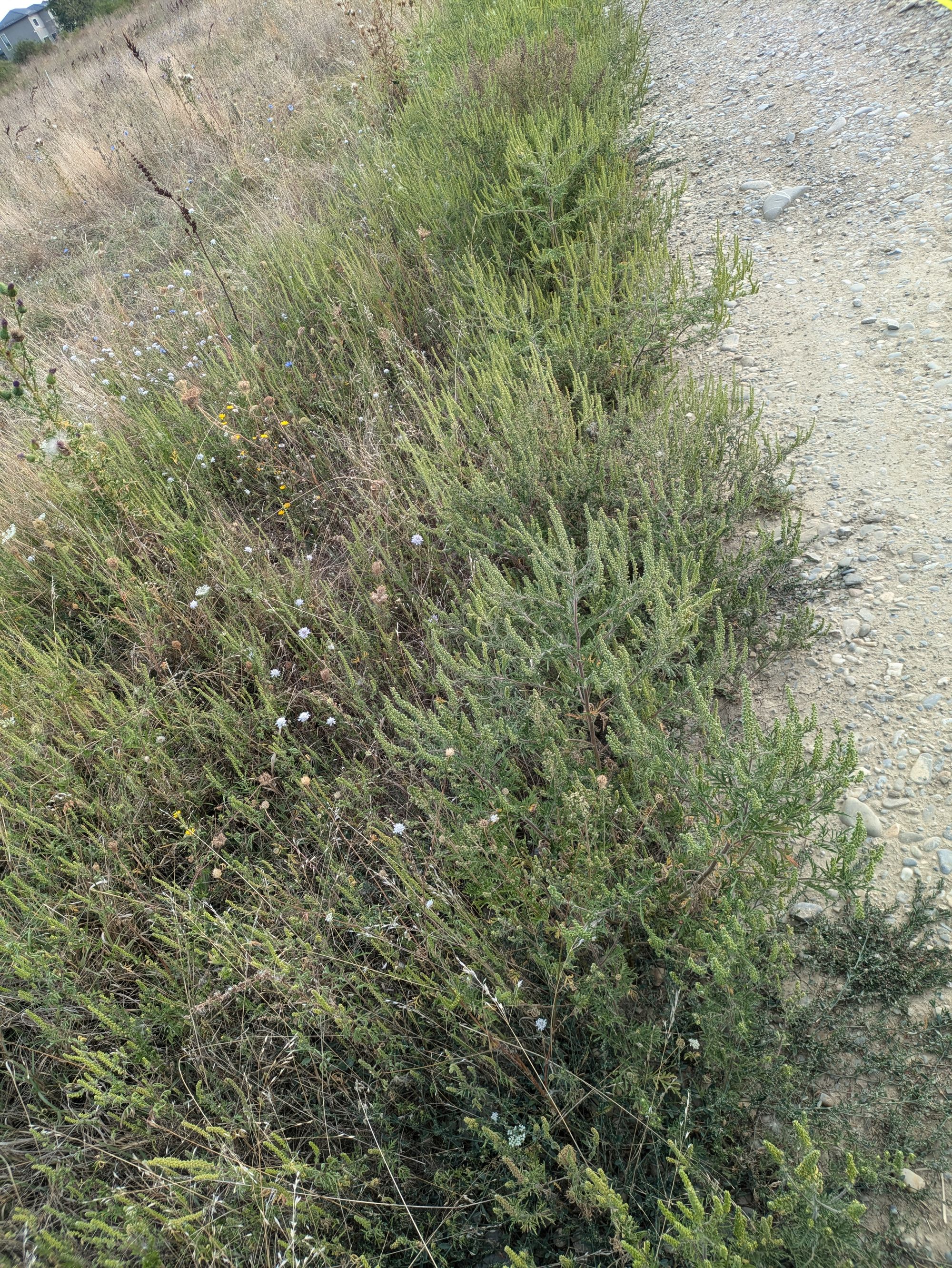 Ambrozie in Strada Codrului 1, Gulia, Comuna Tărtășești, Județul Dâmbovița - PXL_20250909_053500186.jpg