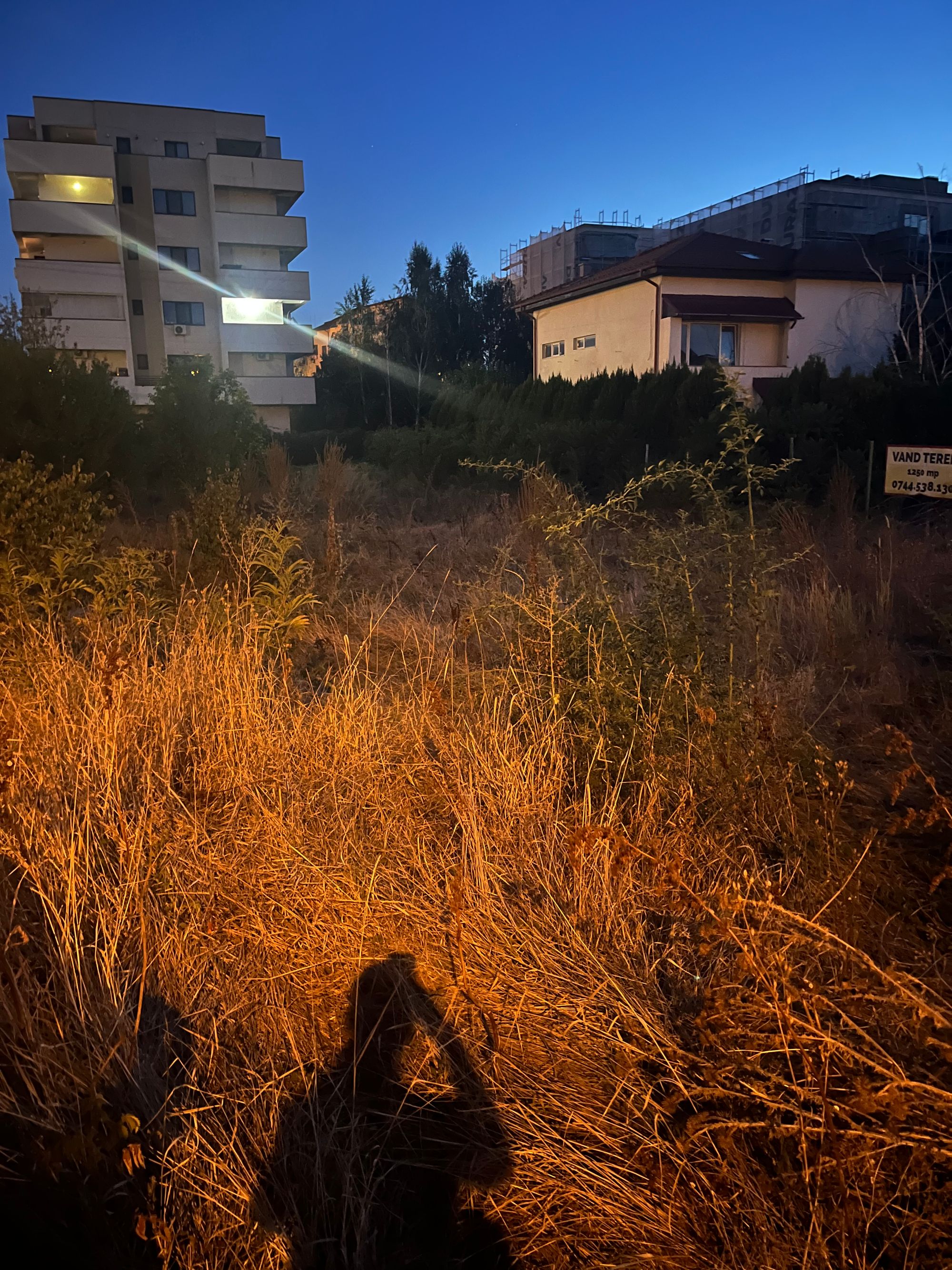 Ambrozie in Drumul Regimentului 22, București, Municipiul București - IMG_5950.jpeg