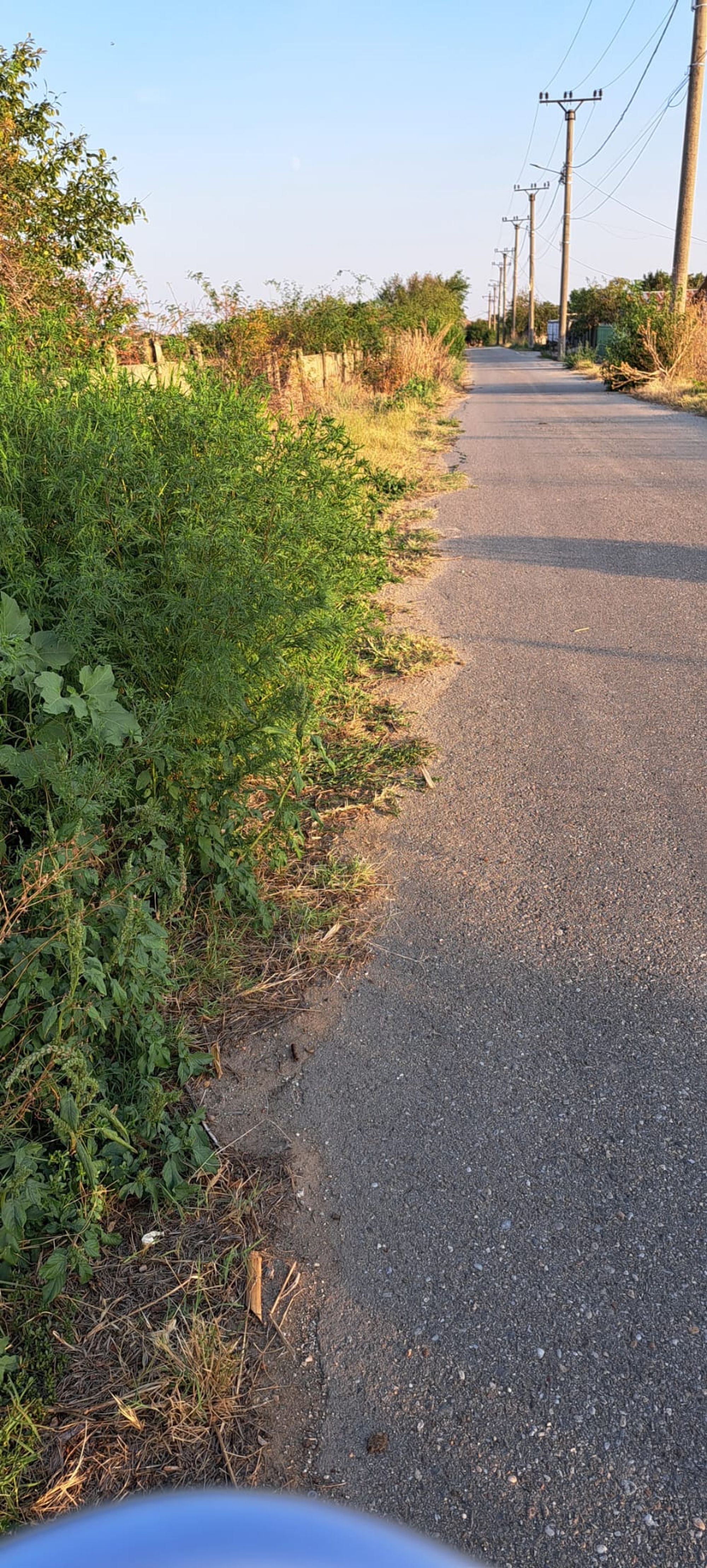 Ambrozie in Str. Câmpului, Olari, Comuna Pârșcoveni, Județul Olt - 1000064728.jpg